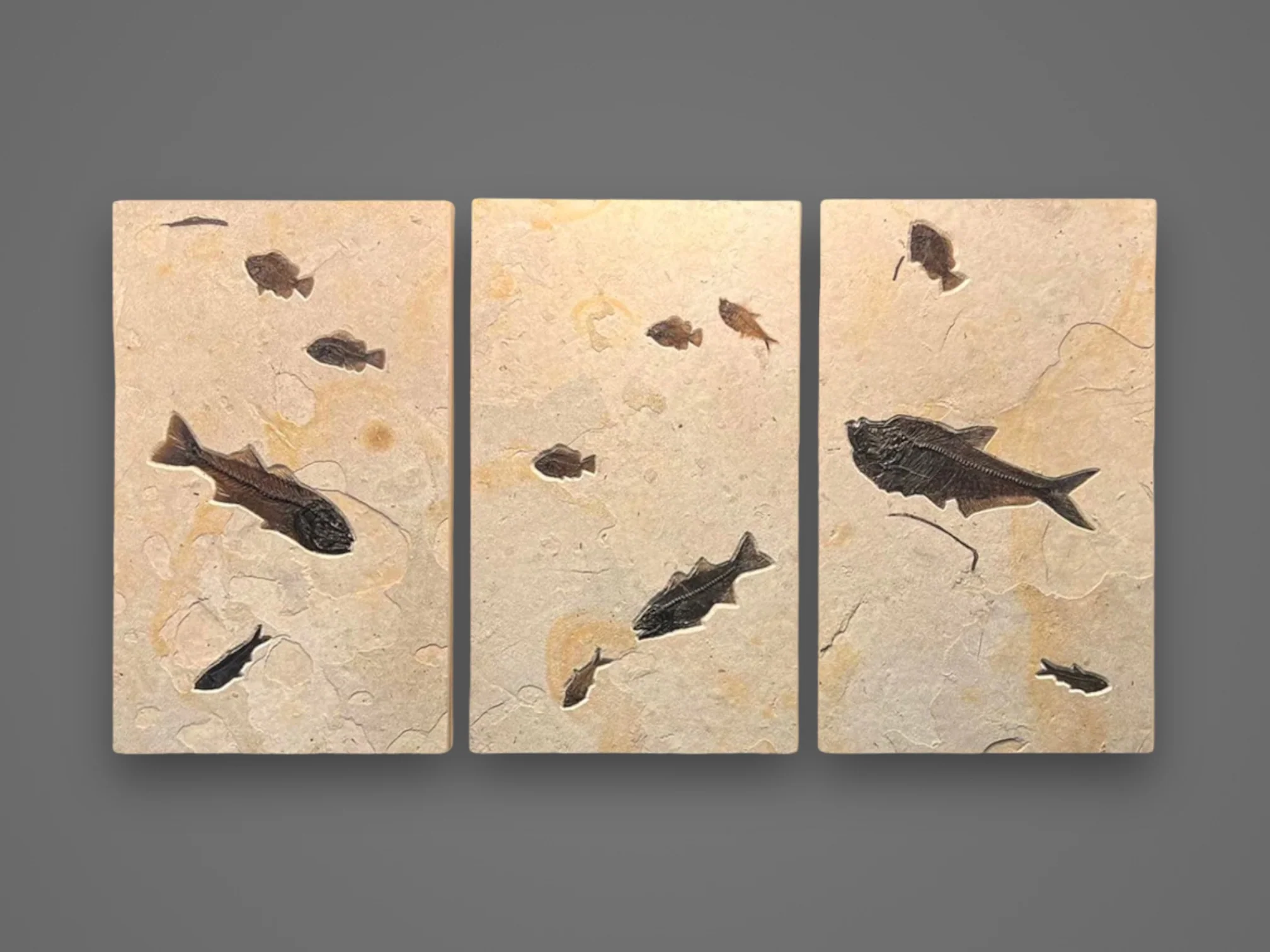 Fossil Fish Triptych - 72 x 39”