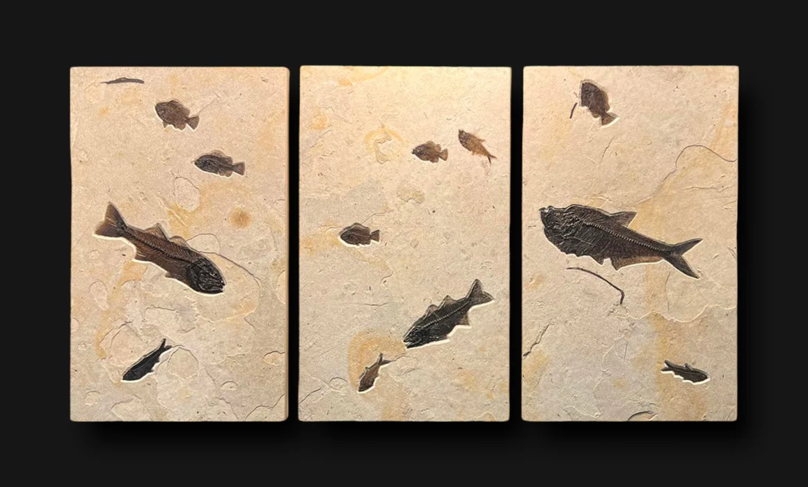 Fossil Fish Triptych - 72 x 39” - Image 2