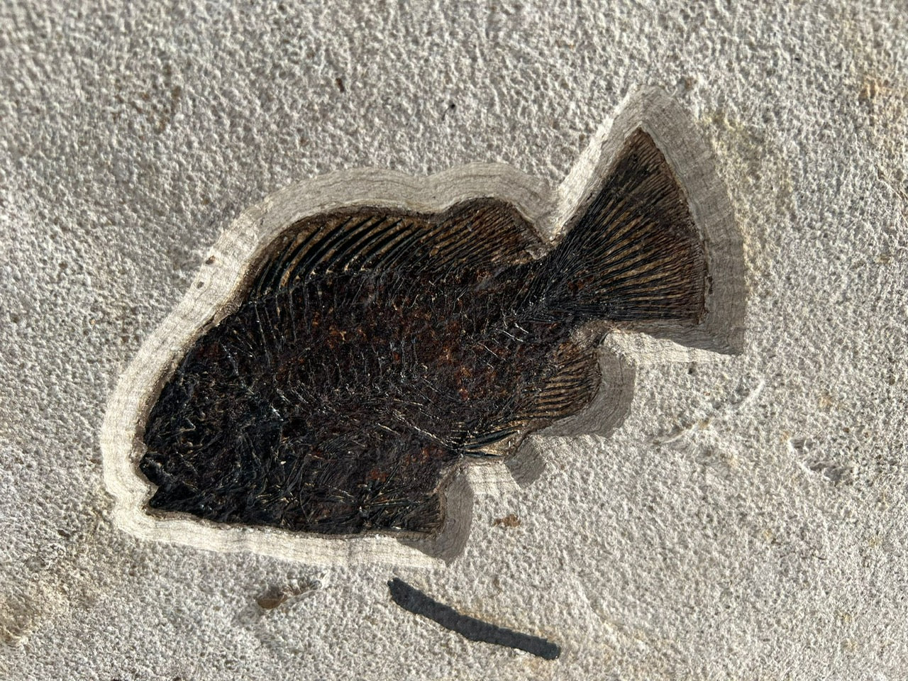 Fossil Fish Triptych - 72 x 39” - Image 6