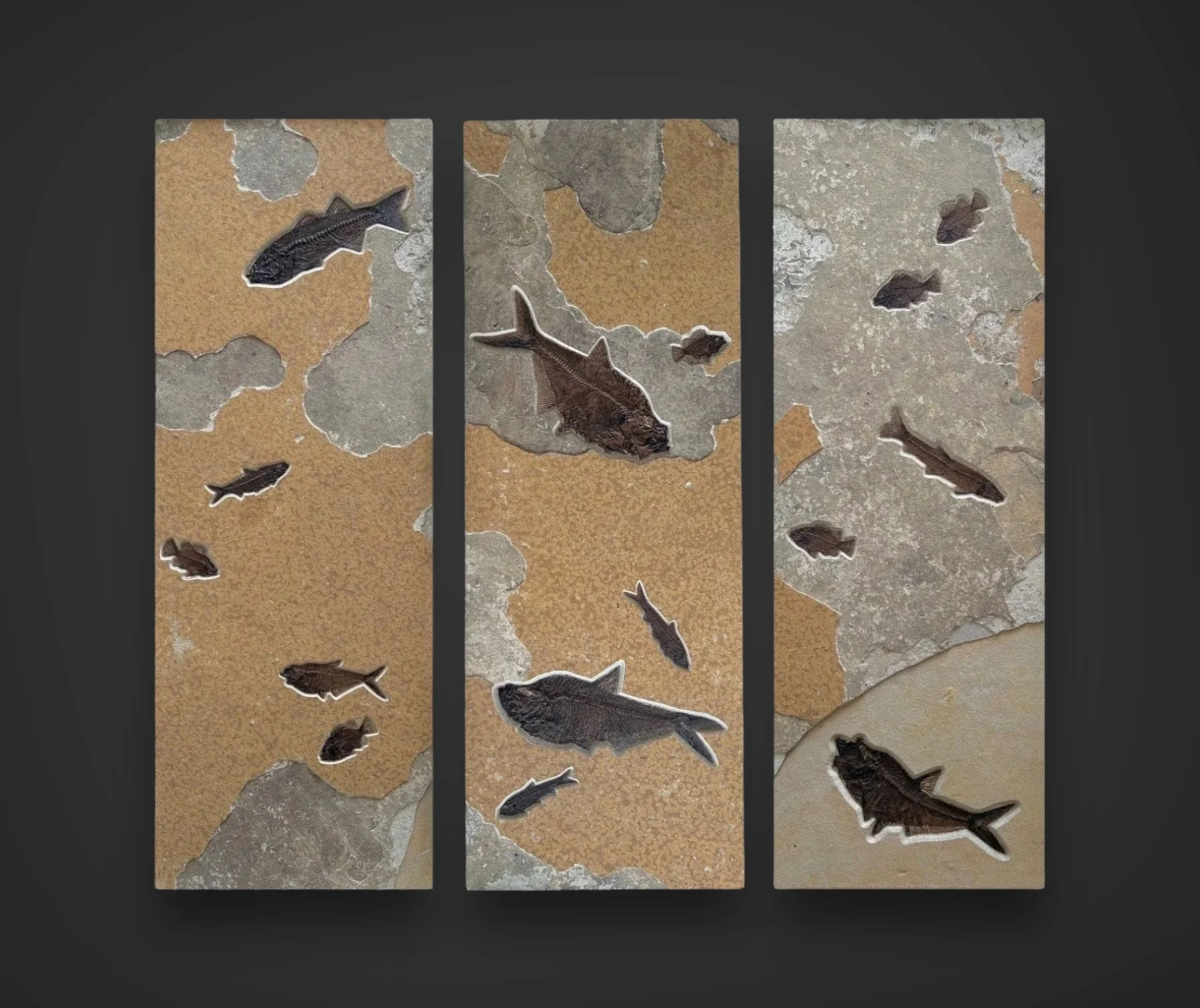 Dramatic Fossil Fish Triptych - 66 x 60 inches - Image 3