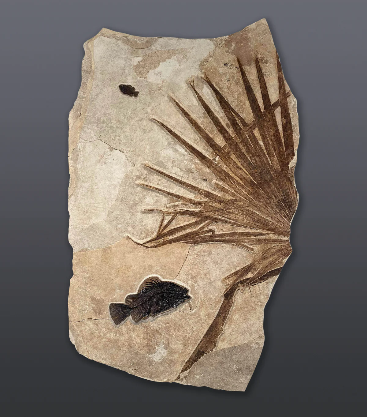 Large Fossil Palm with Fish - 61" x 38"