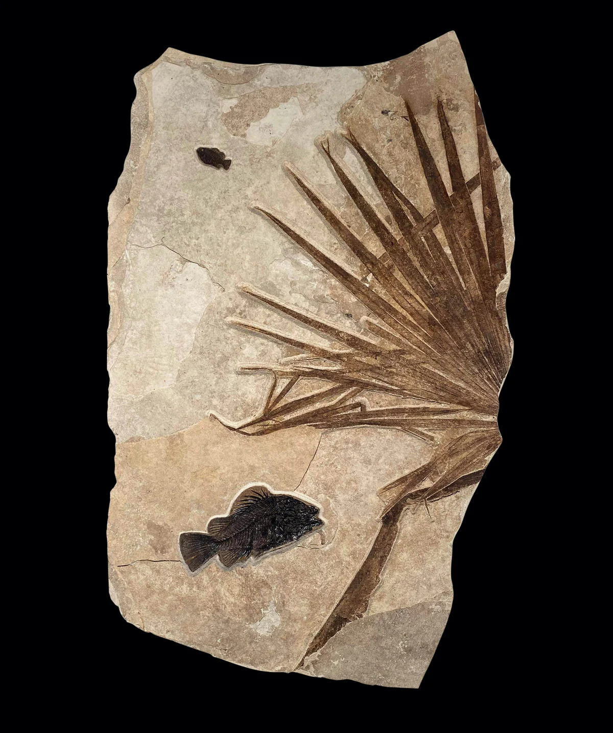Large Fossil Palm with Fish - 61" x 38" - Image 2