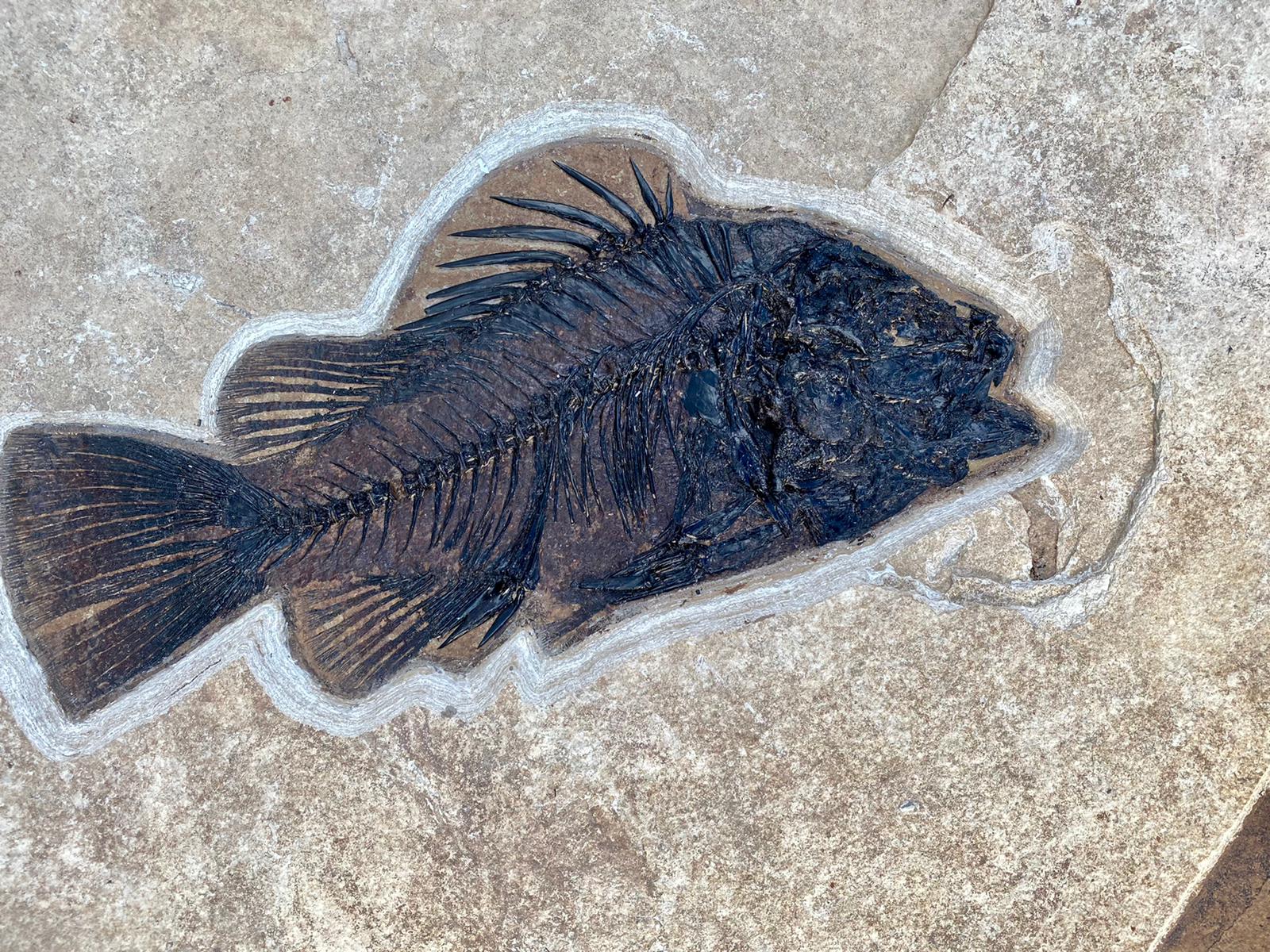 Large Fossil Palm with Fish - 61" x 38" - Image 3