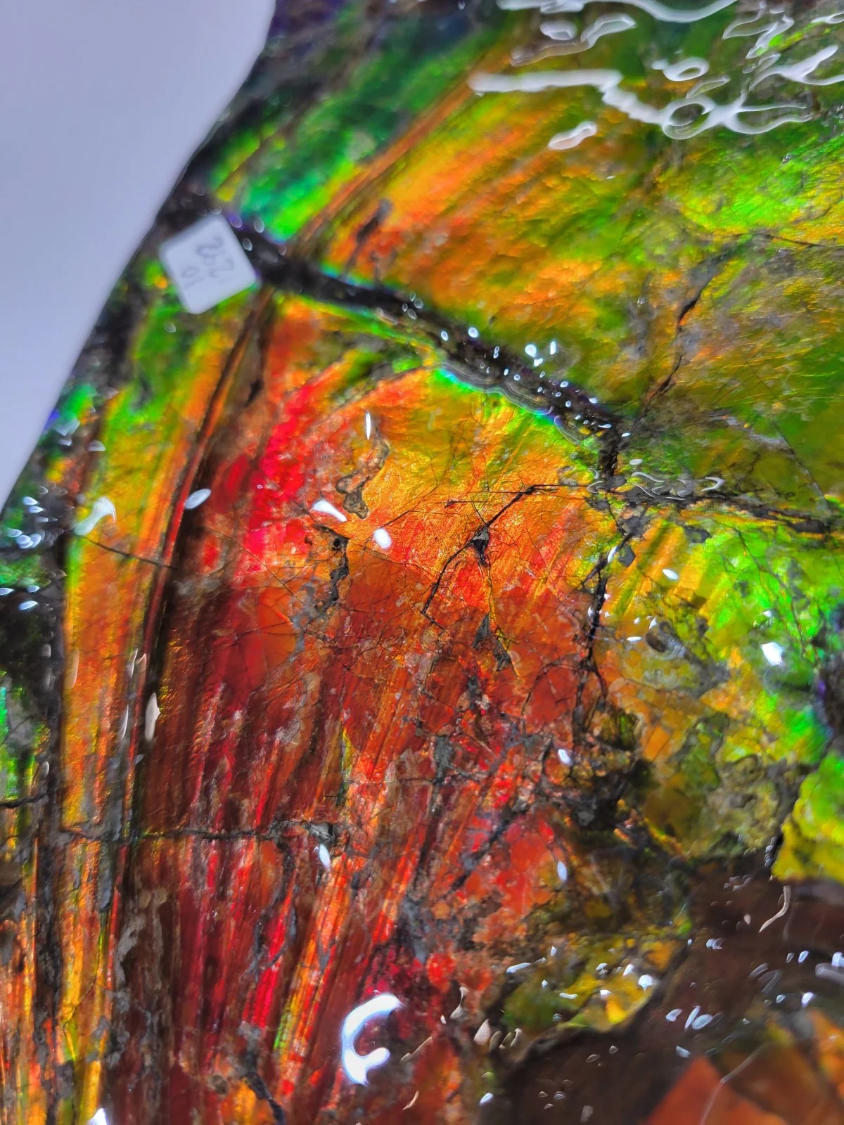 Iridescent Ammonite (Ammolite), 19.5” - Image 10