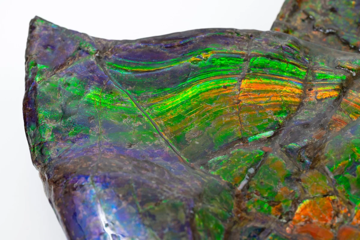 Iridescent Ammonite (Ammolite), 19.5” - Image 14