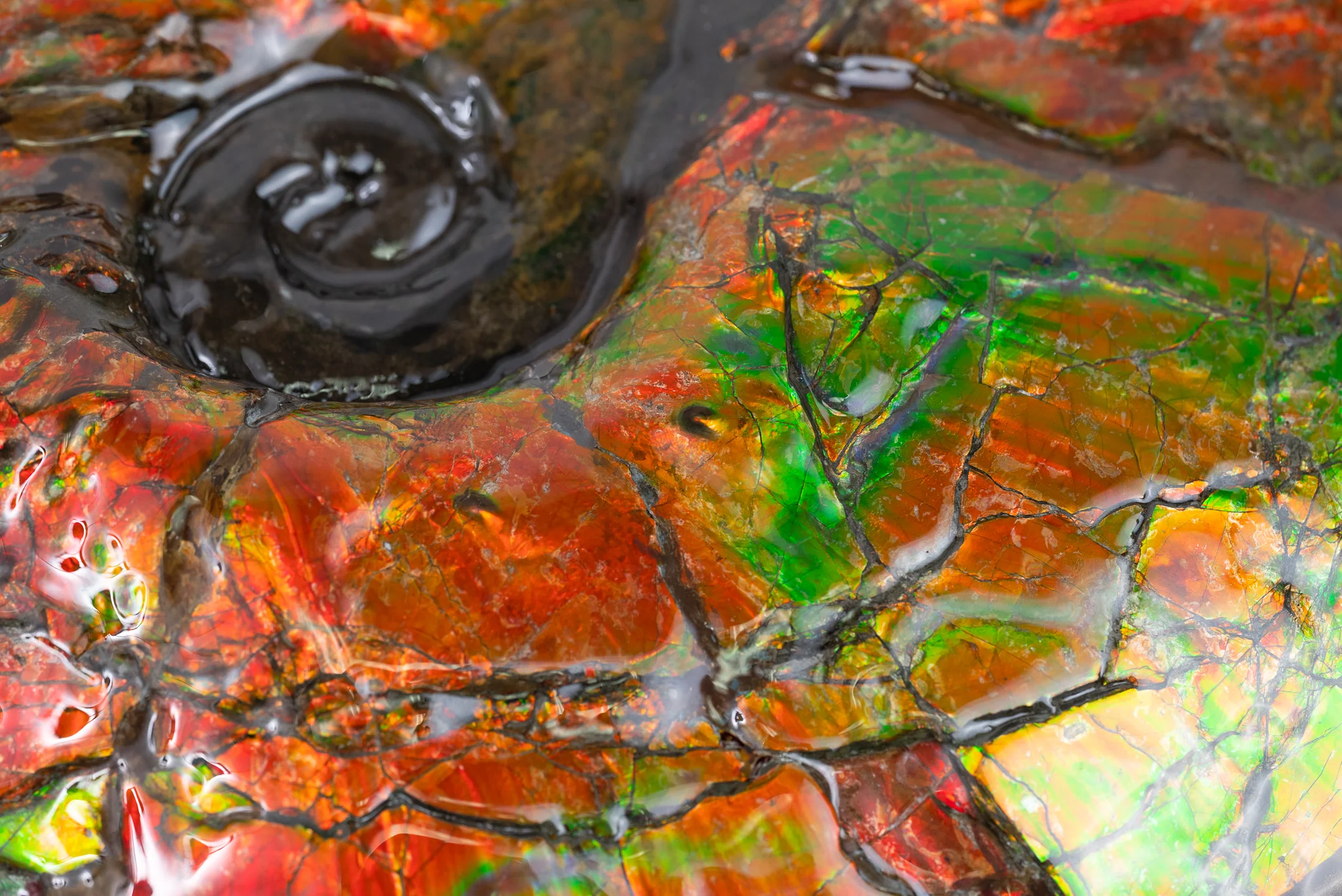 Iridescent Ammonite (Ammolite), 19.5” - Image 16