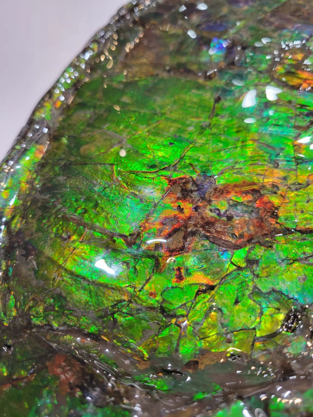 Iridescent Ammonite (Ammolite), 19.5” - Image 9
