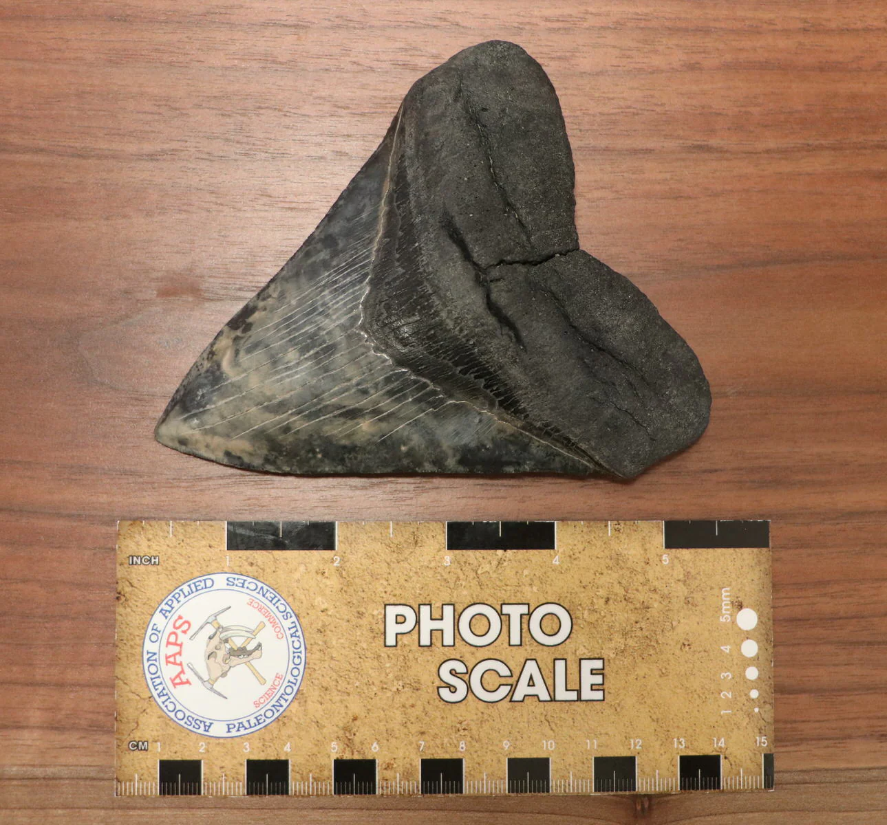 5.10" Megalodon Shark Tooth - Image 4