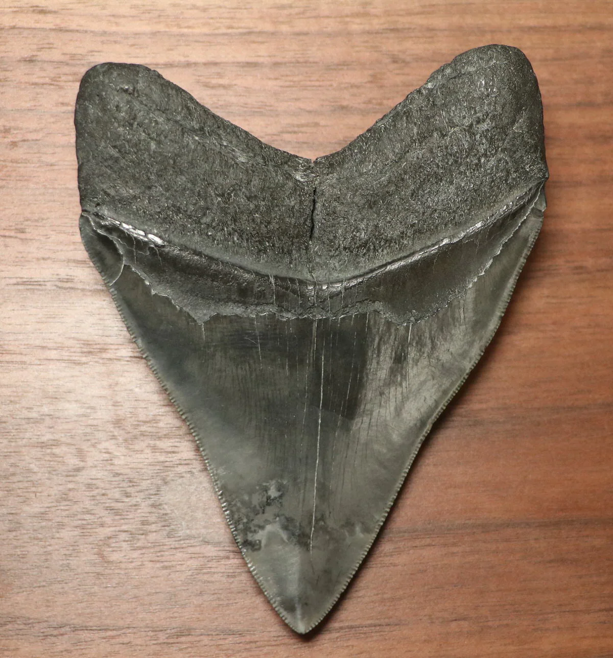 5.15" Megalodon Shark Tooth - Image 3