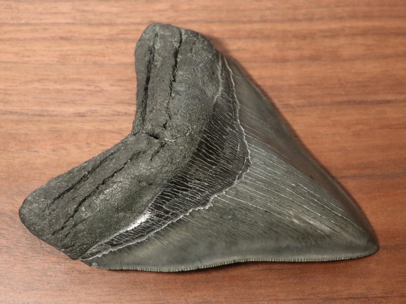 5.15" Megalodon Shark Tooth - Image 5