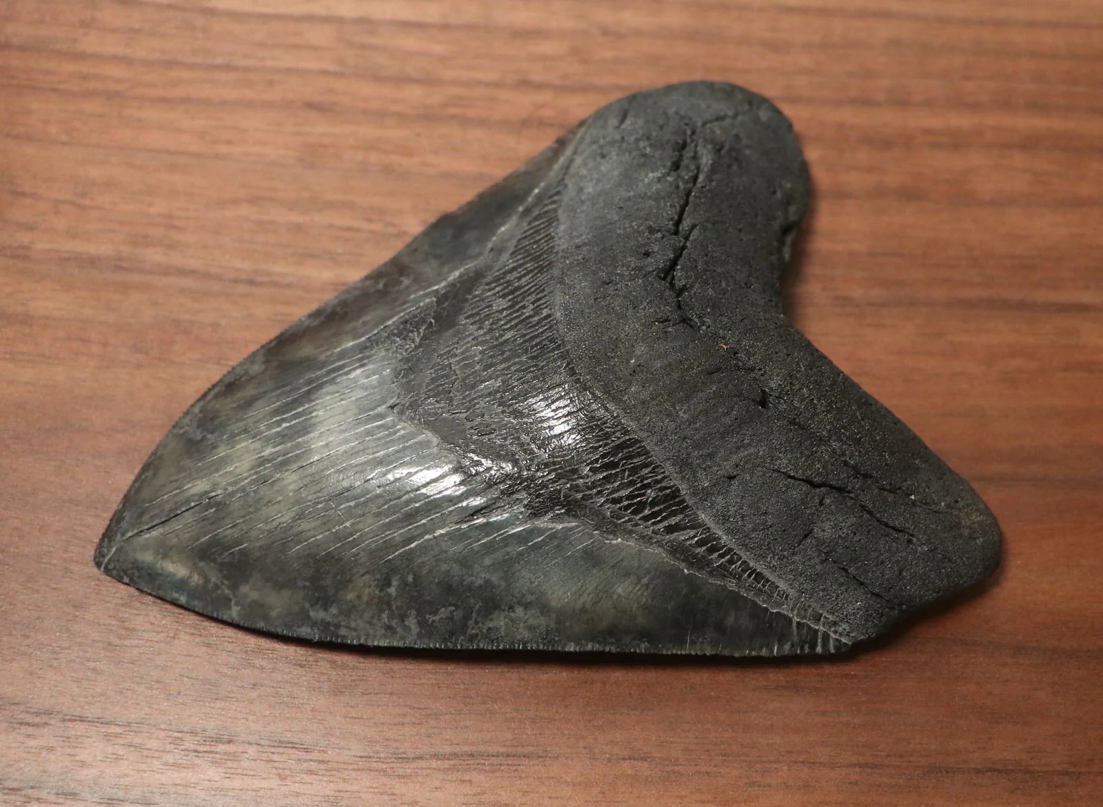 5.35" Megalodon Shark Tooth - Image 5