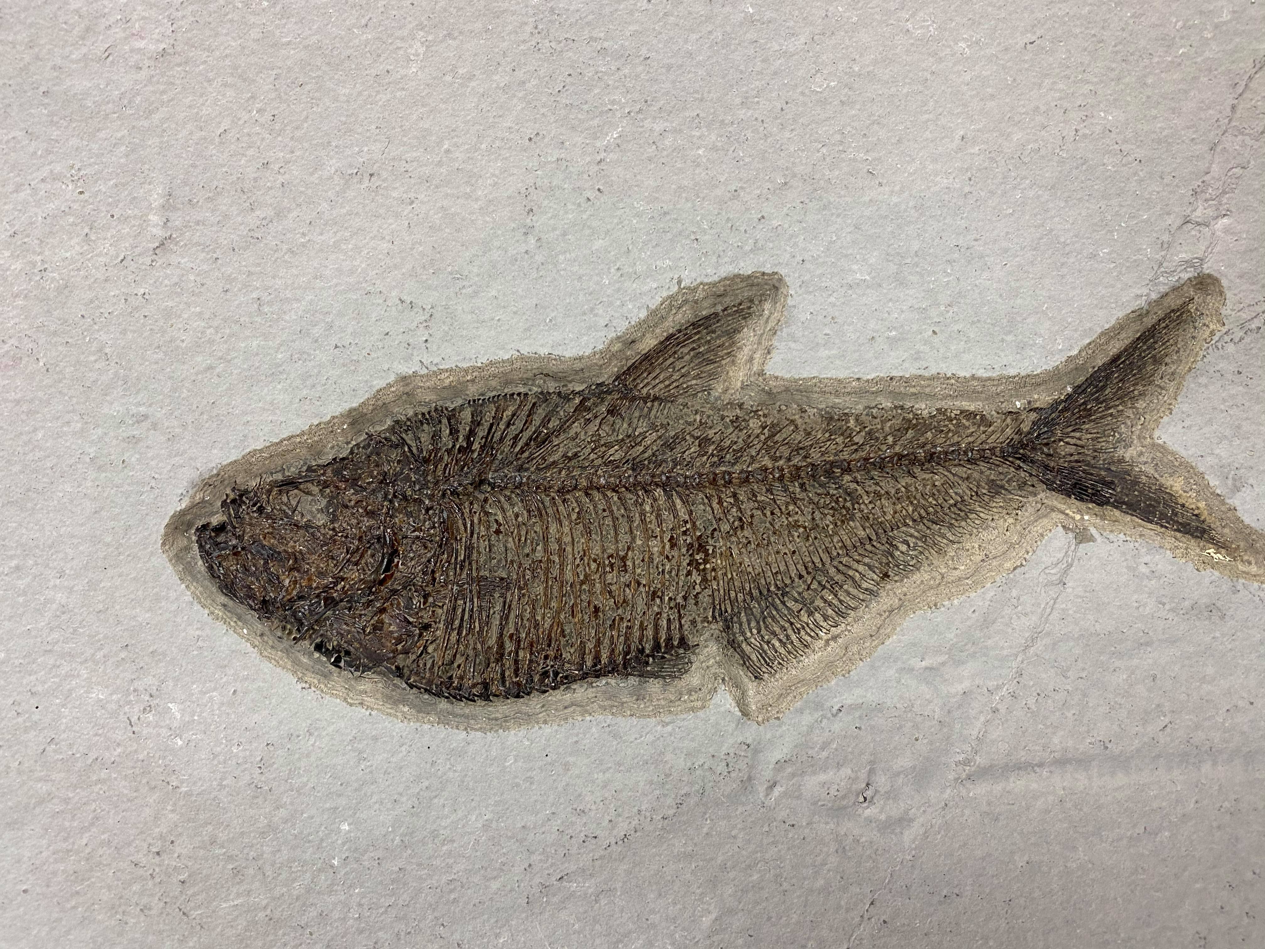 Large Mural, 7 Fish  - 69" x 32" - Image 9