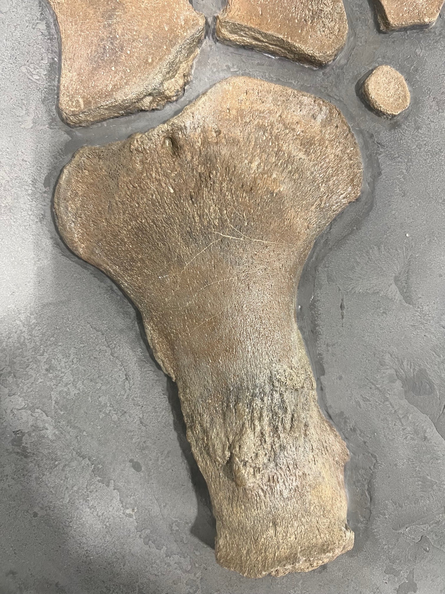 Plesiosaur Paddle, Oxford Clay, United Kingdom - Image 6