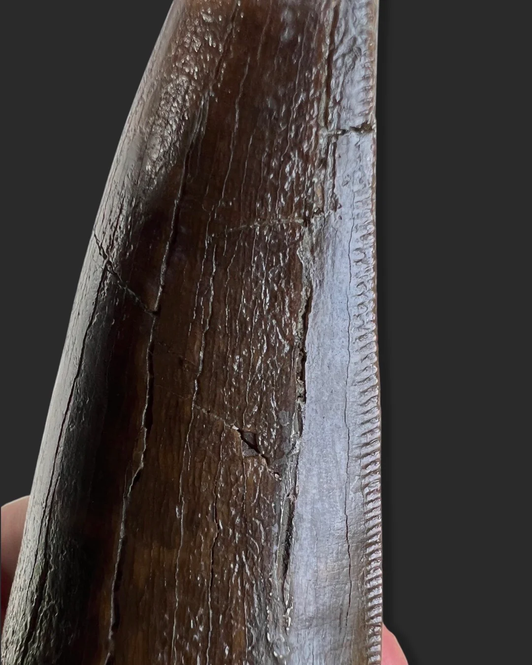 T. rex Tooth - 4.27 inches - Image 13