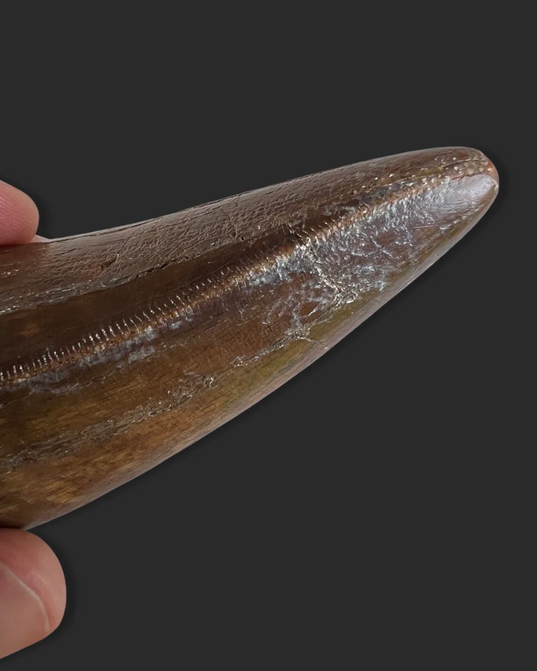 T. rex Tooth - 4.27 inches - Image 15