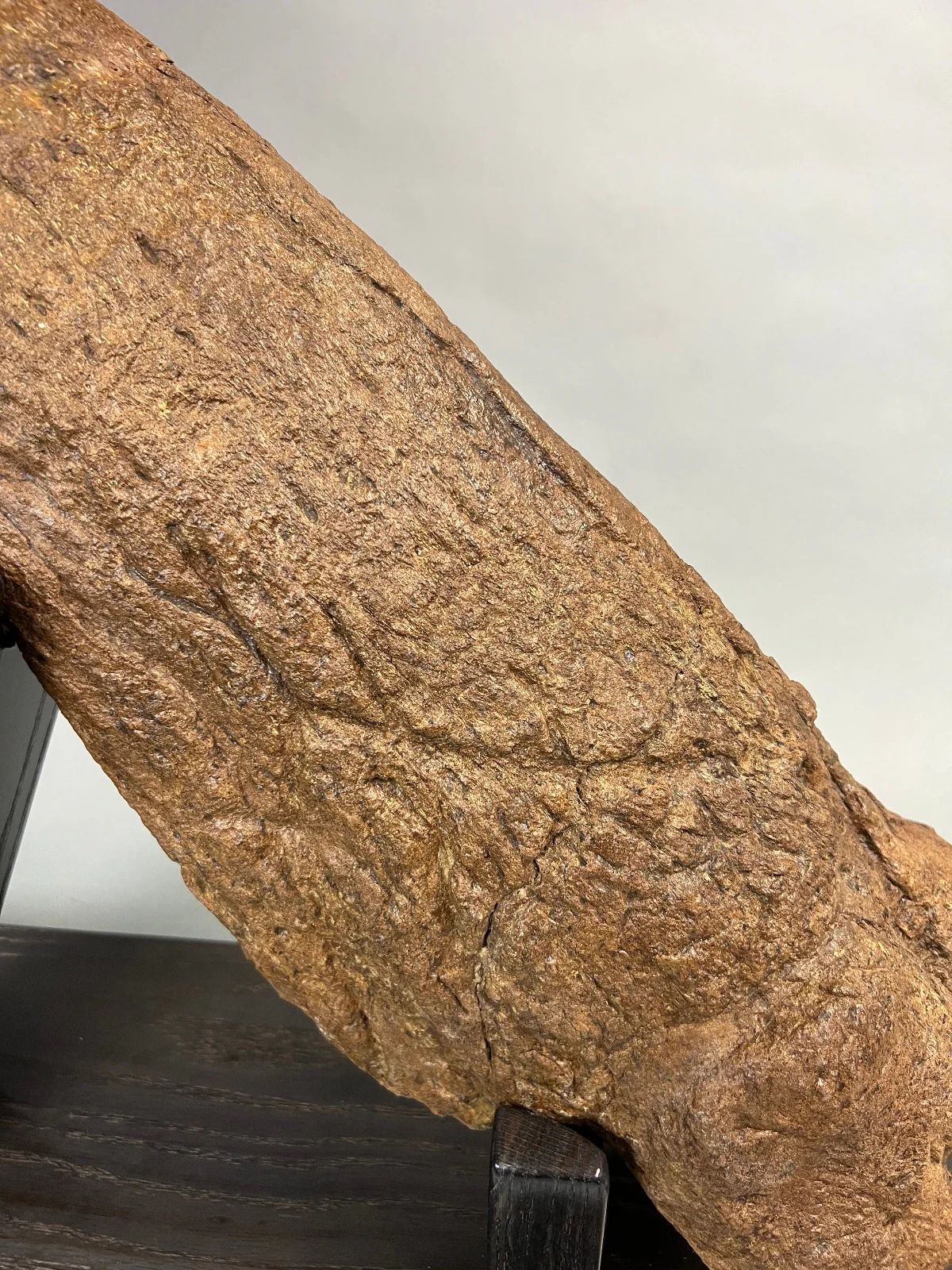 Large Triceratops Brow Horn - Image 11