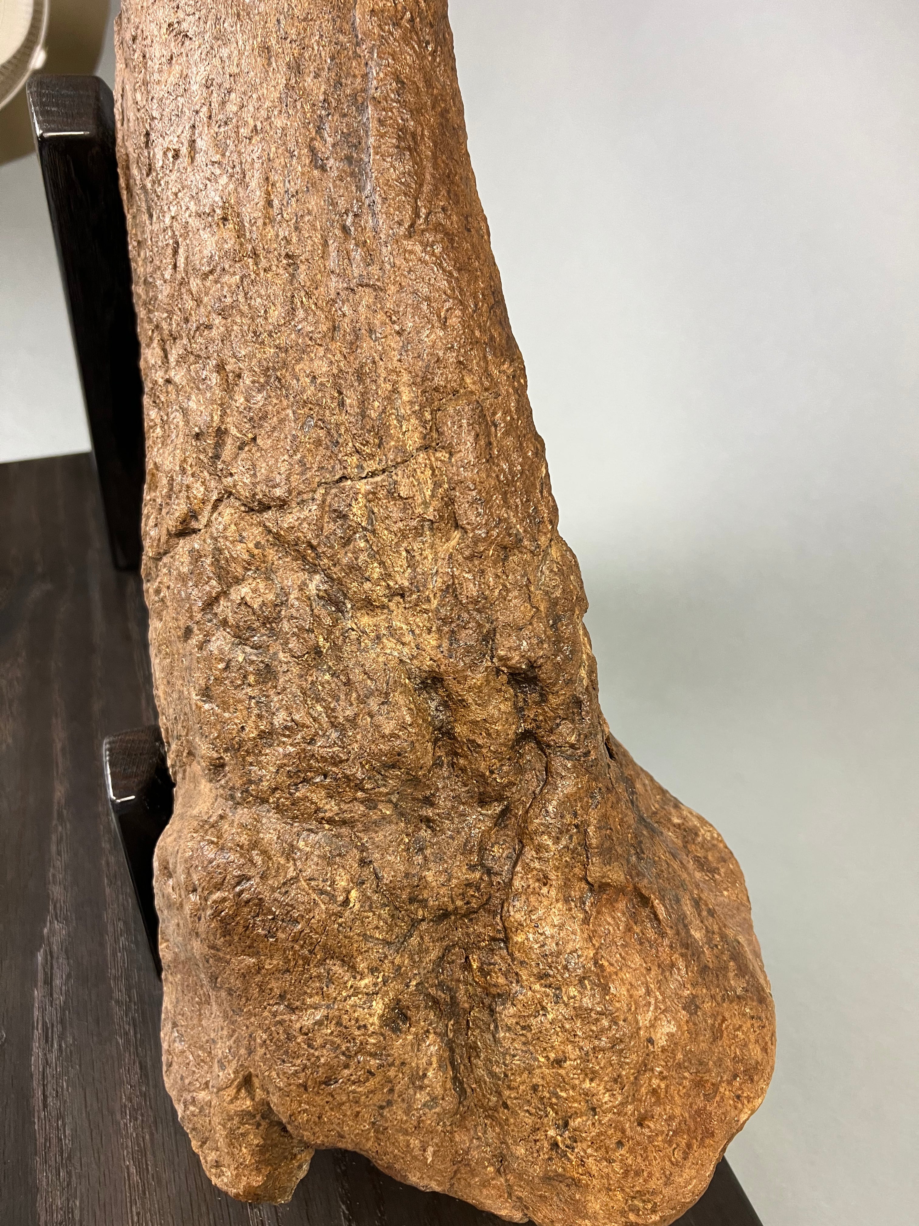 Large Triceratops Brow Horn - Image 12