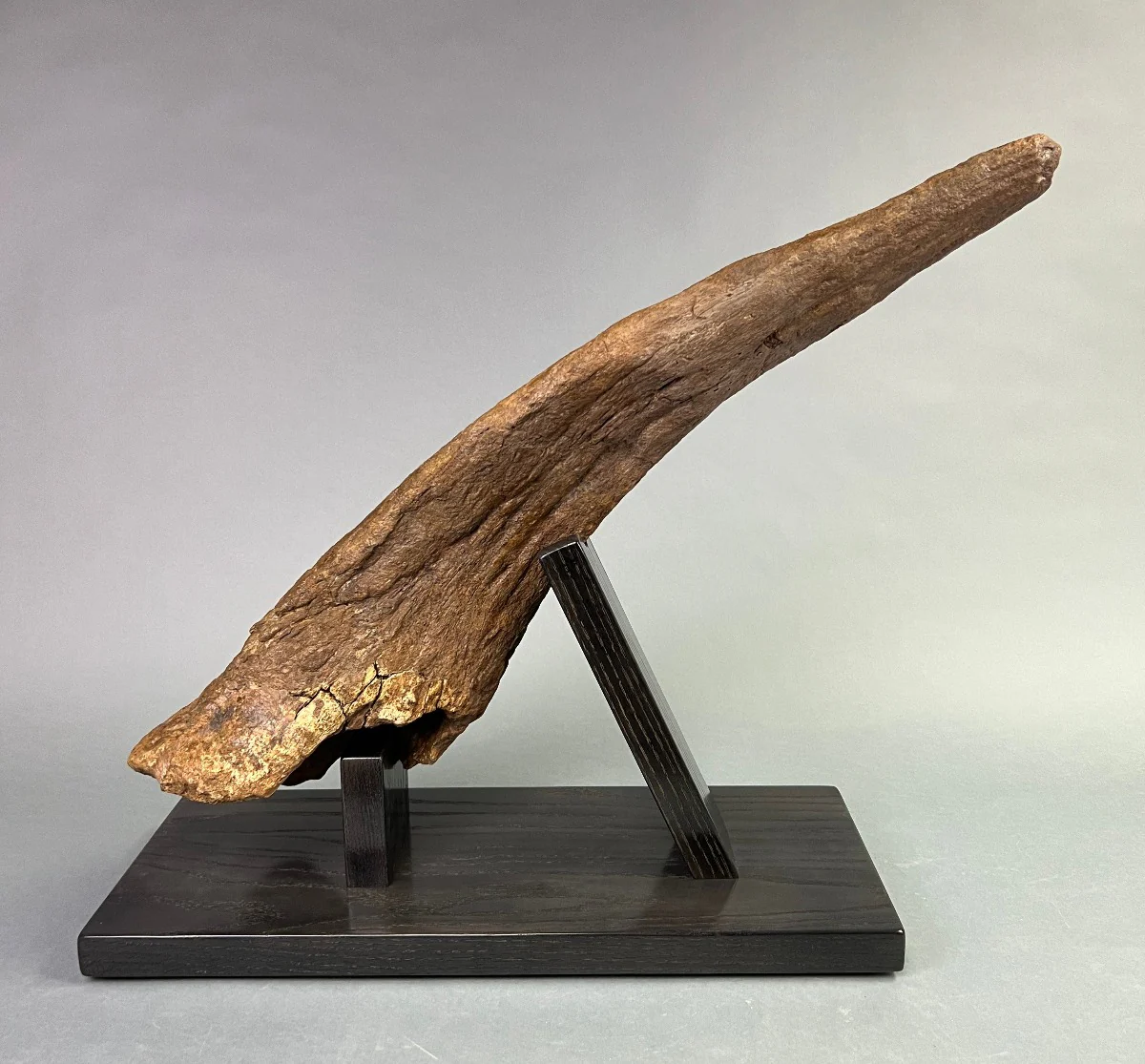 Large Triceratops Brow Horn - Image 2