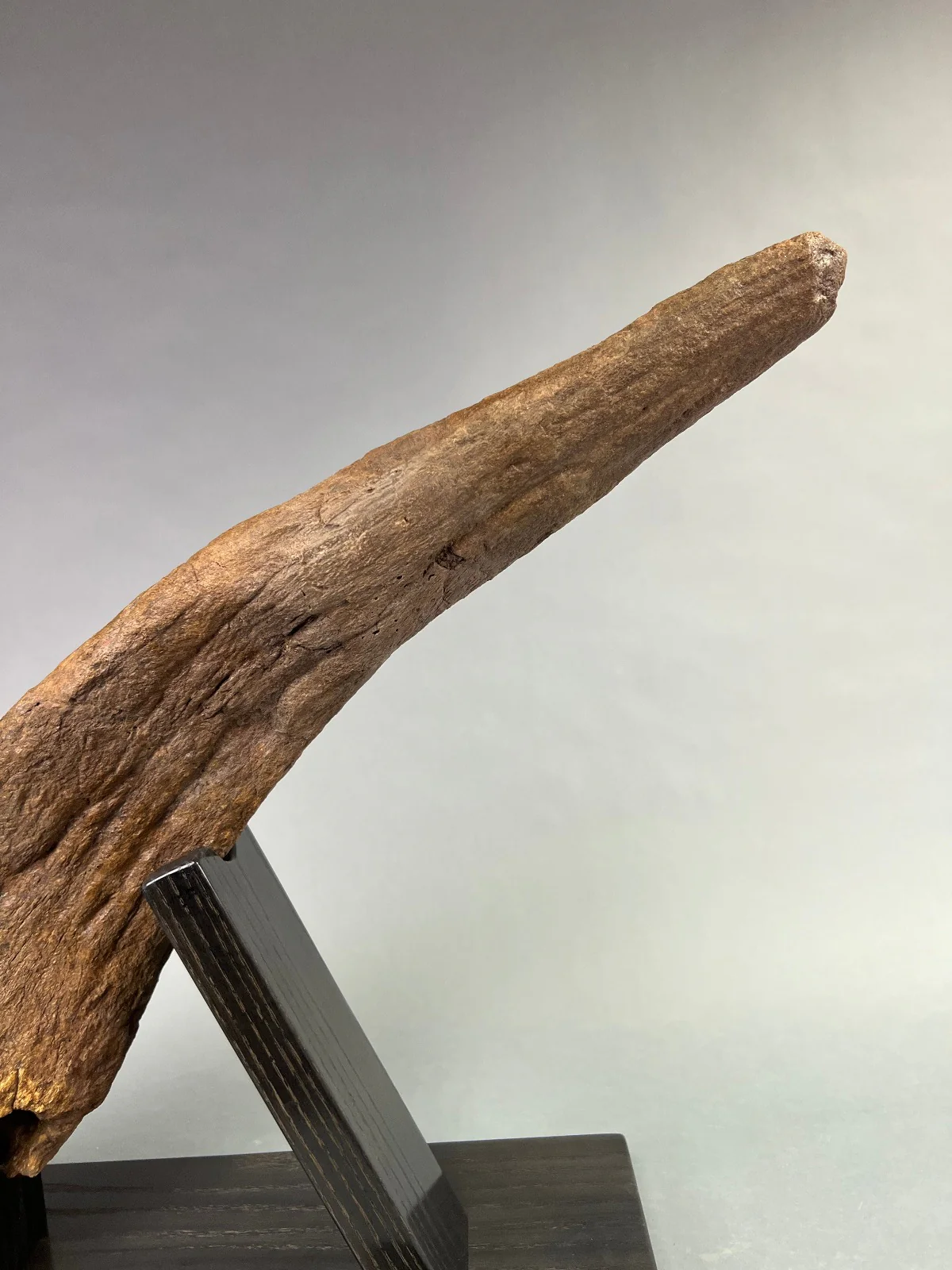 Large Triceratops Brow Horn - Image 4
