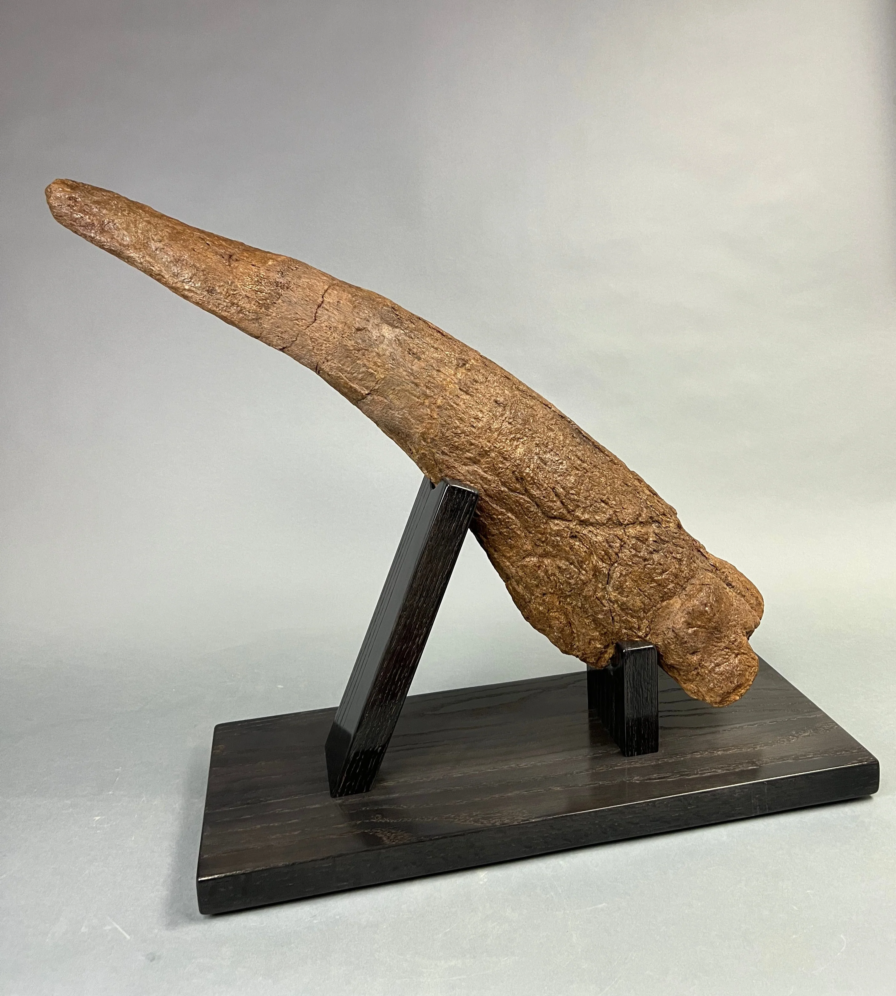 Large Triceratops Brow Horn - Image 6