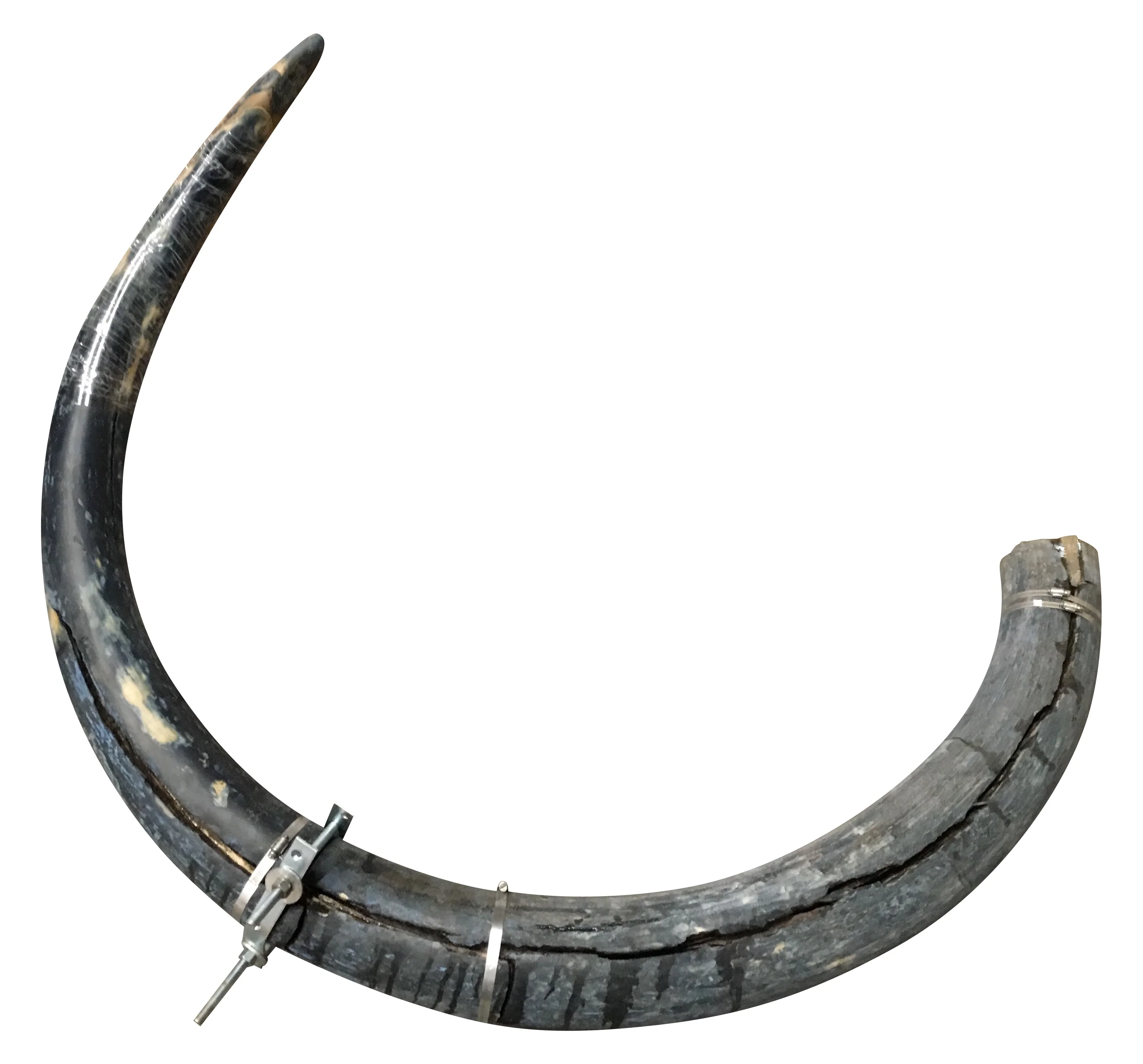 Mammoth Tusk, Alaska, United States - Image 11