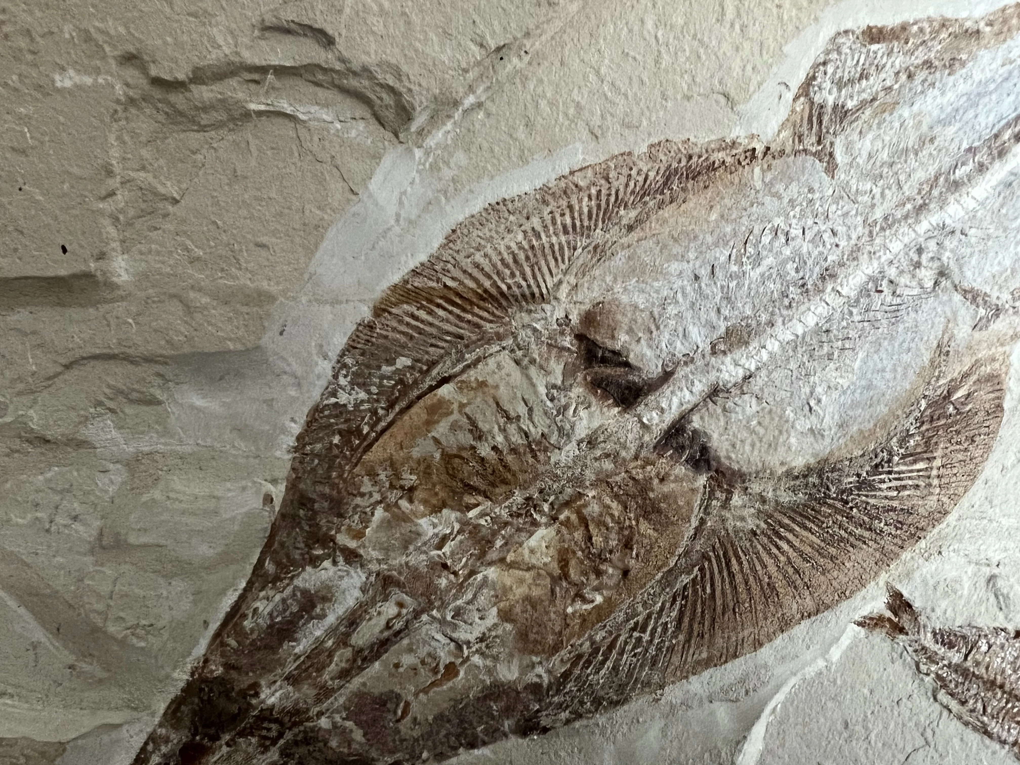 Marine Fossil Association Featuring 18” Guitar Ray - Image 3