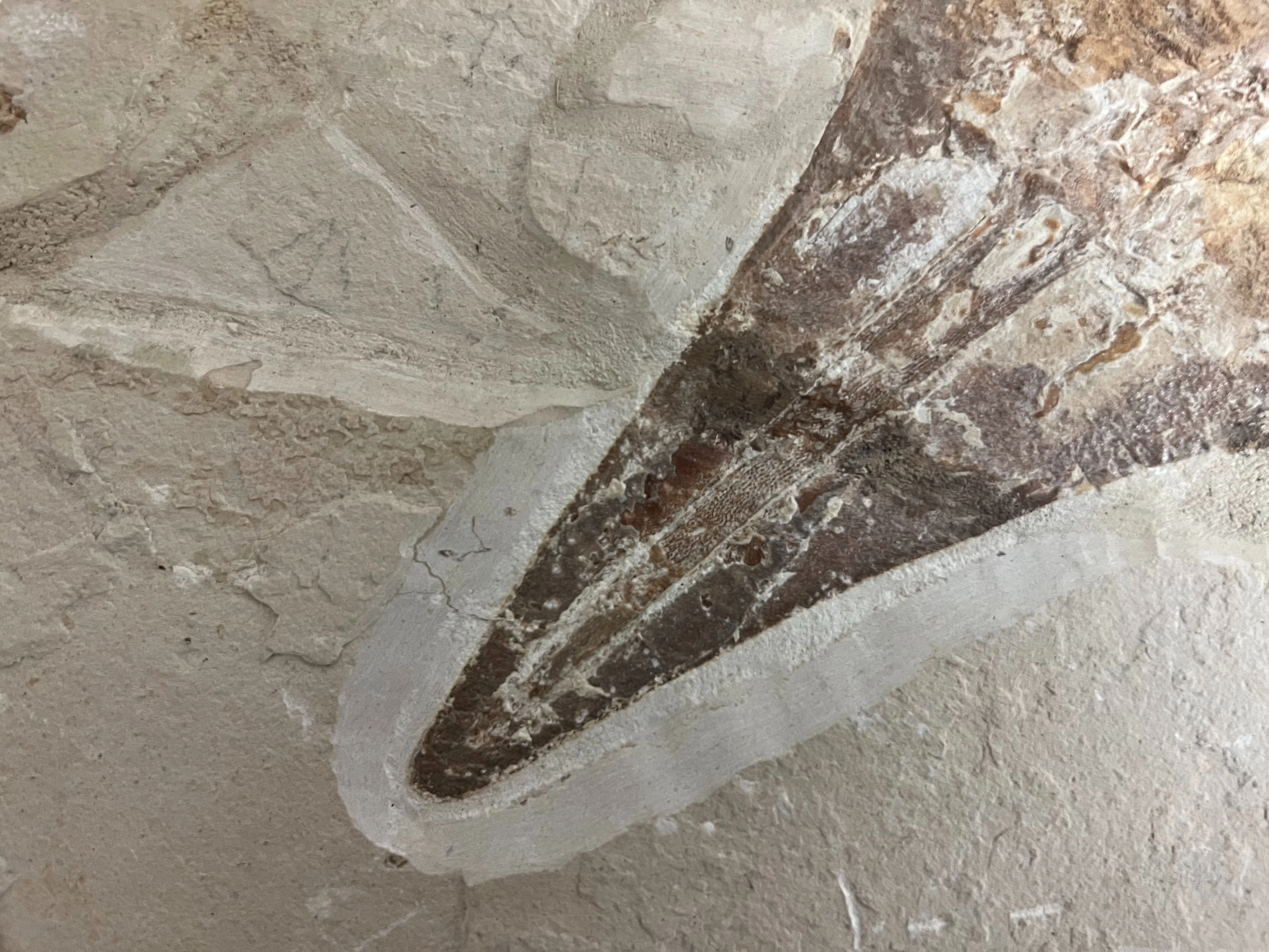 Marine Fossil Association Featuring 18” Guitar Ray - Image 4