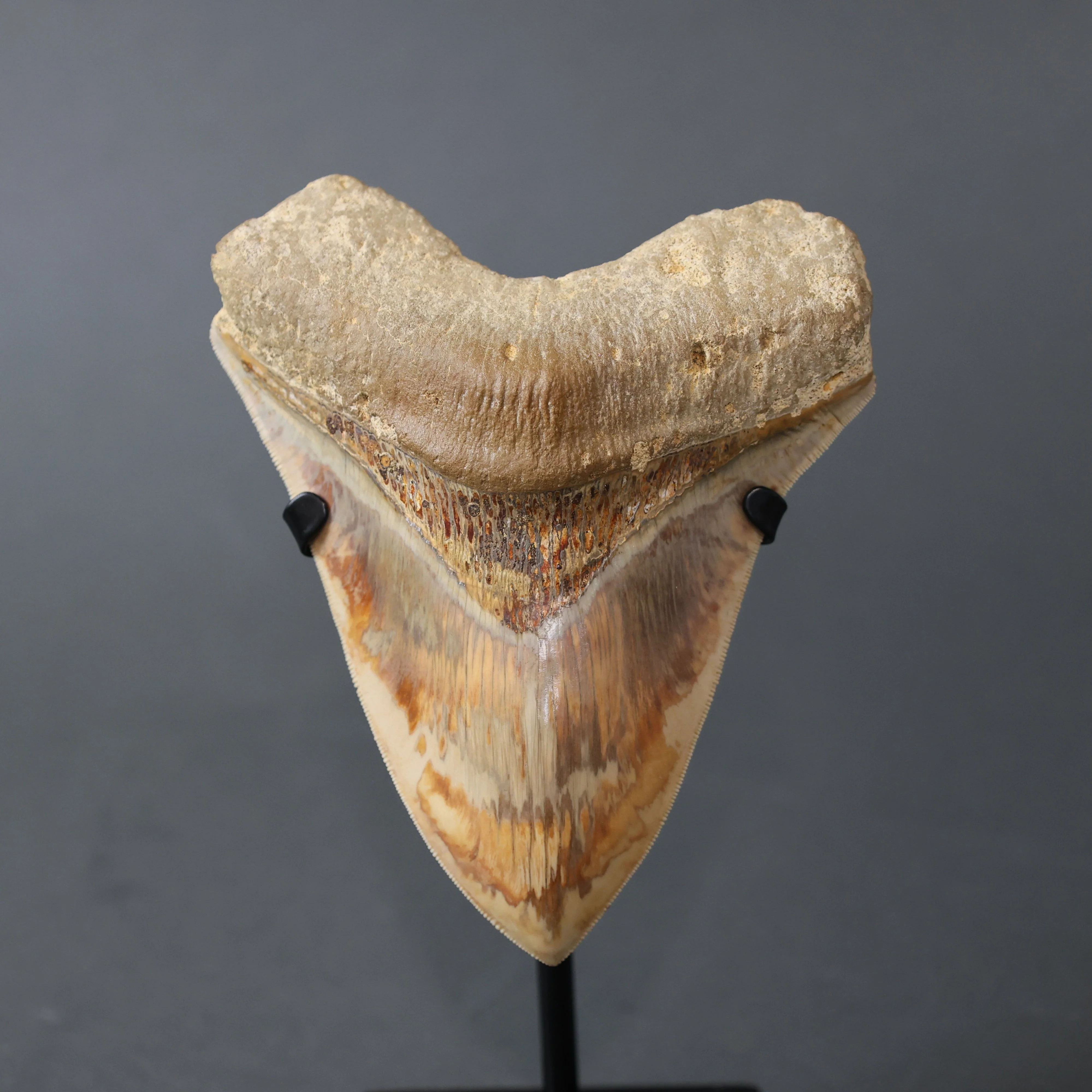 Megalodon Shark Tooth - 5.3"