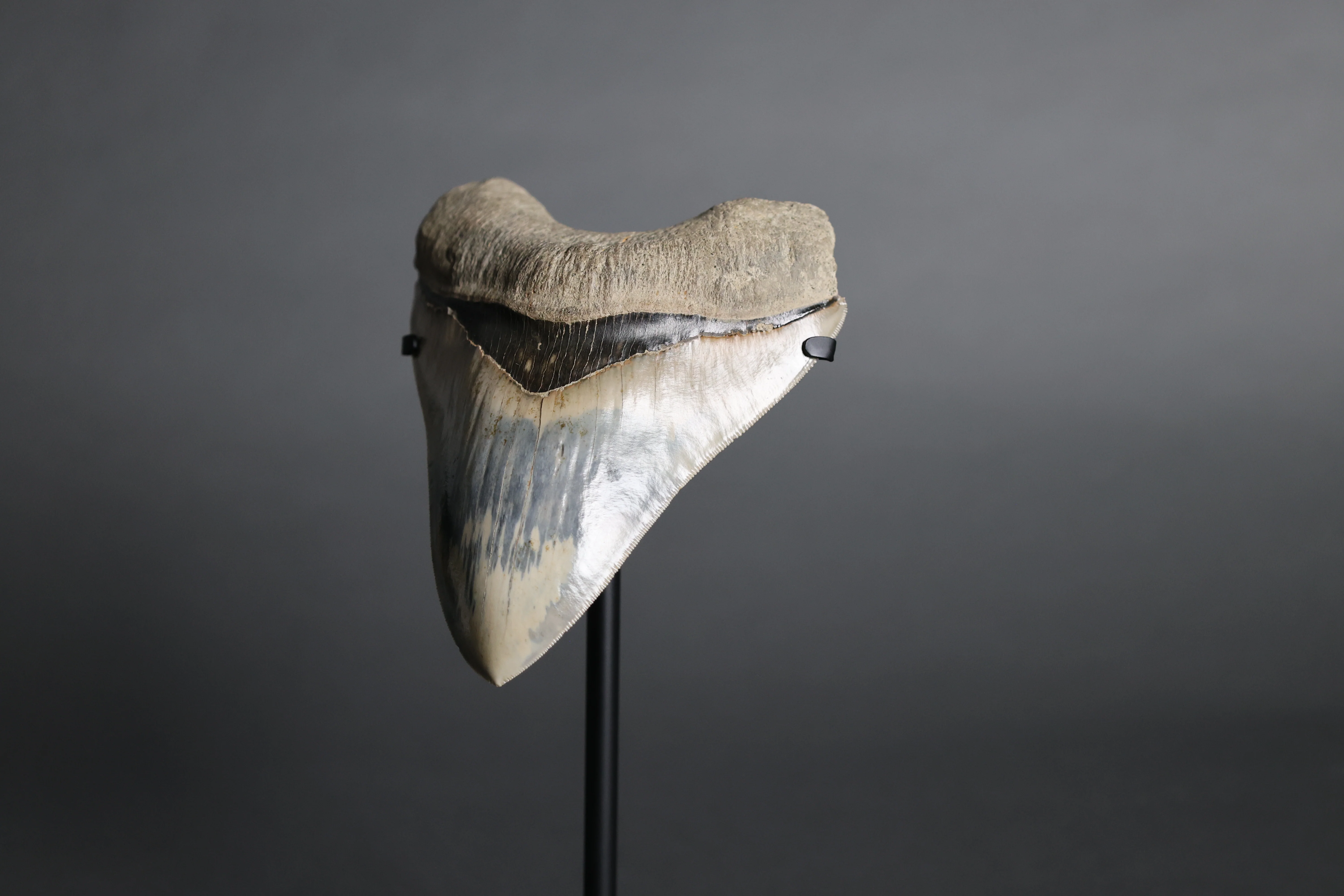 Megalodon Shark Tooth - 5.60" - Image 3