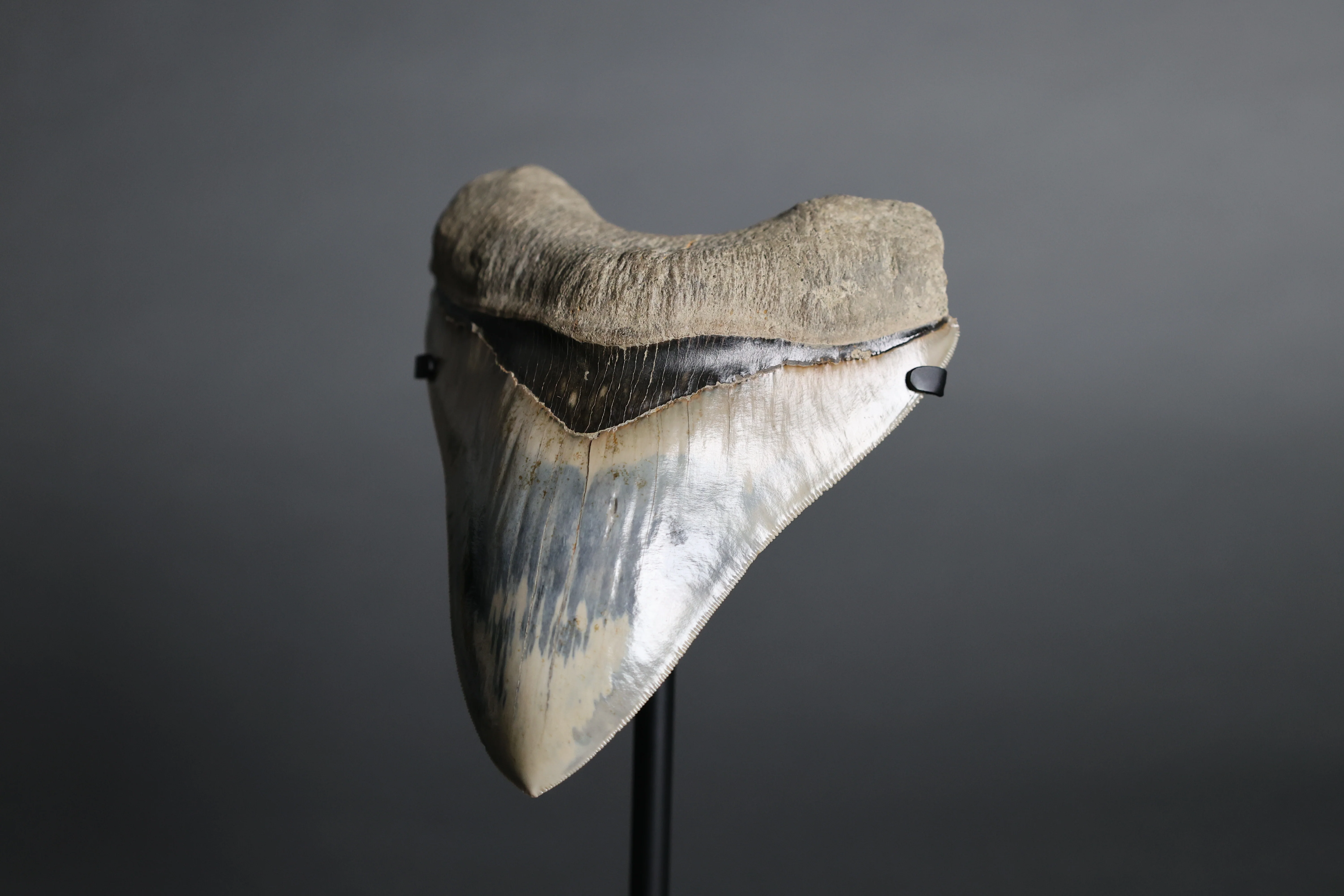Megalodon Shark Tooth - 5.60" - Image 4