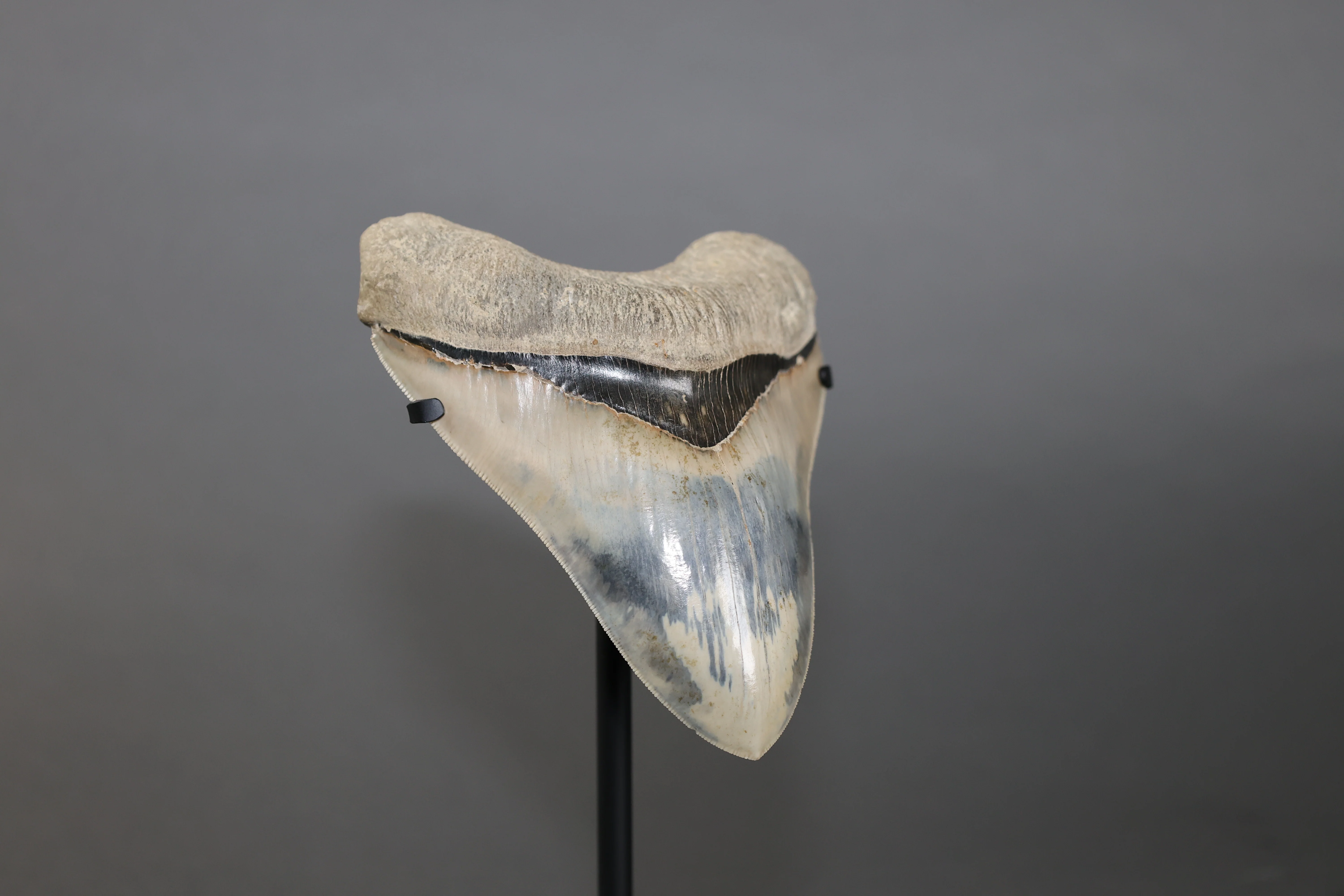 Megalodon Shark Tooth - 5.60" - Image 5