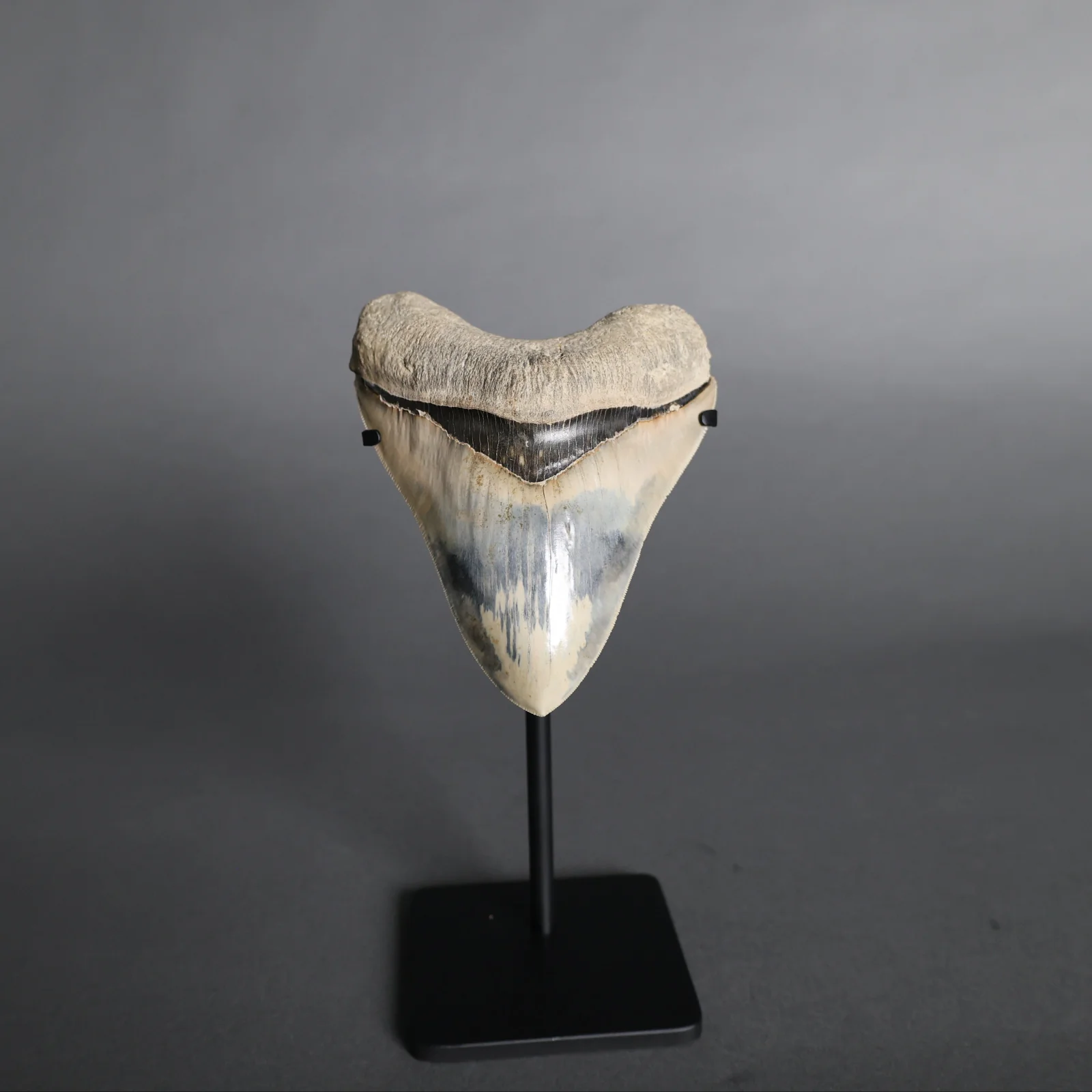 Megalodon Shark Tooth - 5.60" - Image 6
