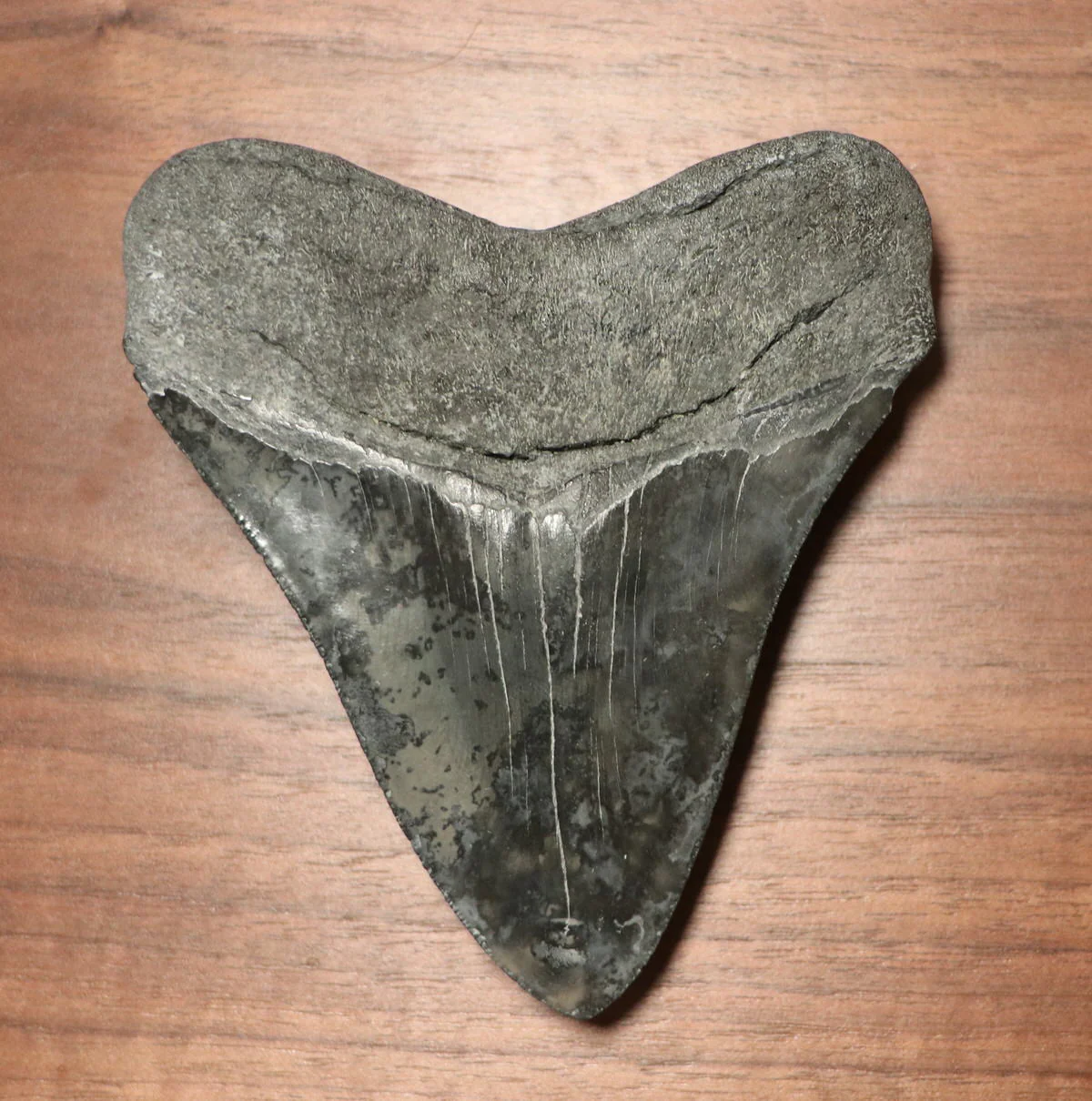 Megalodon Shark Tooth - 4.39 inches - Image 3