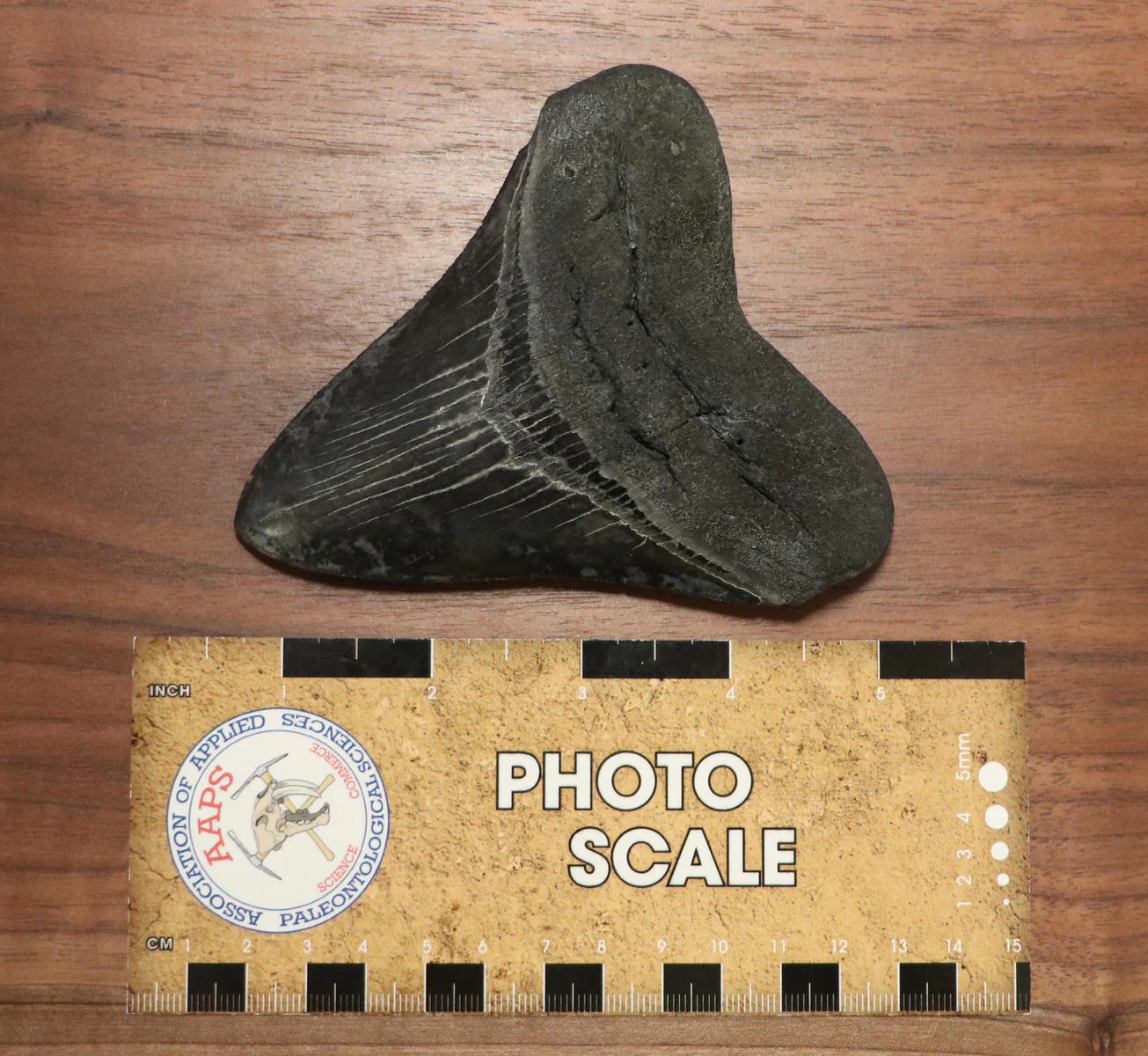 Megalodon Shark Tooth - 4.39 inches - Image 4