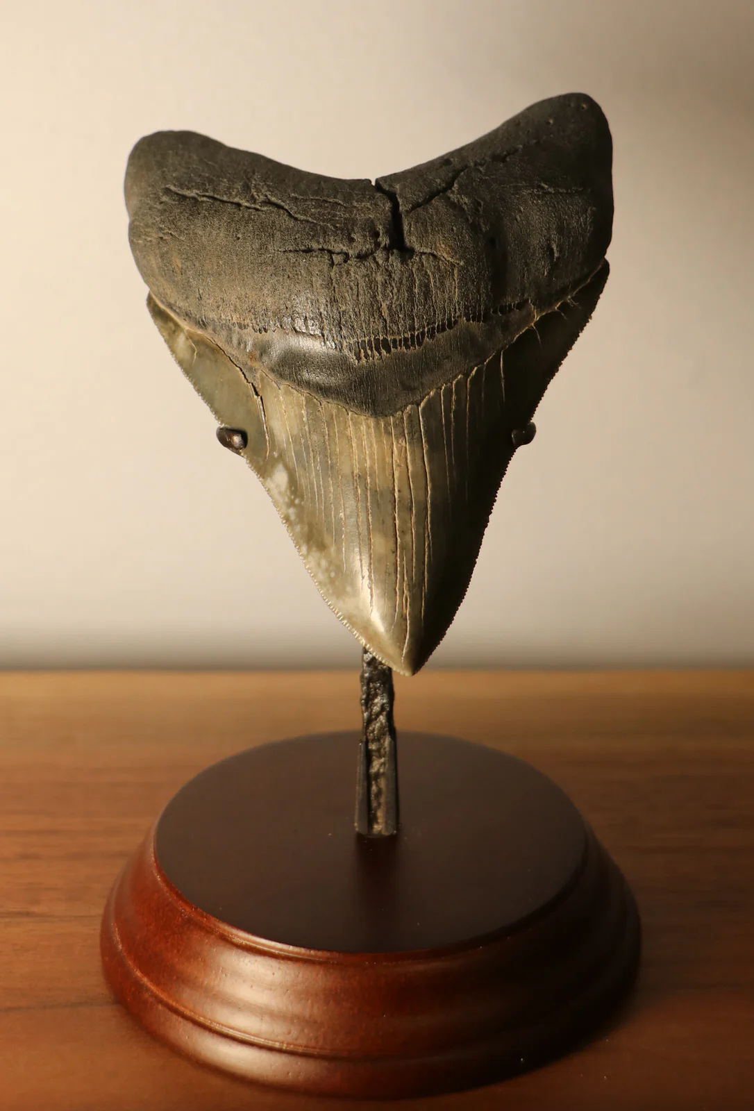Megalodon Shark Tooth - 4.54 inches