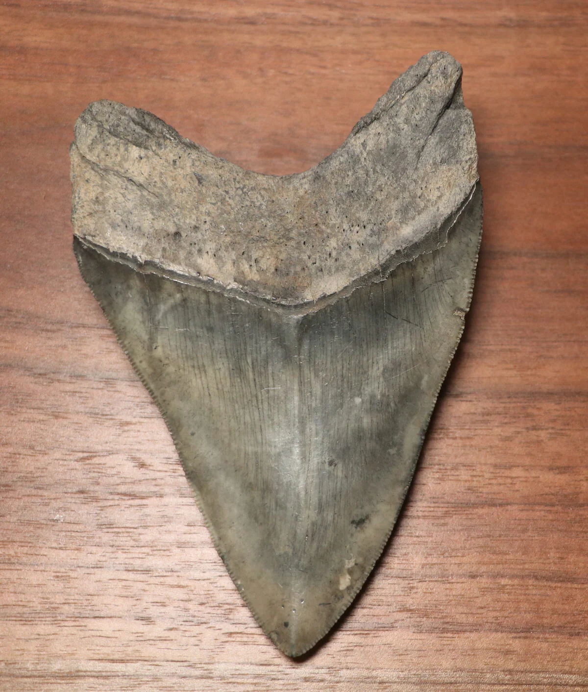Megalodon Shark Tooth - 4.87 inches - Image 3