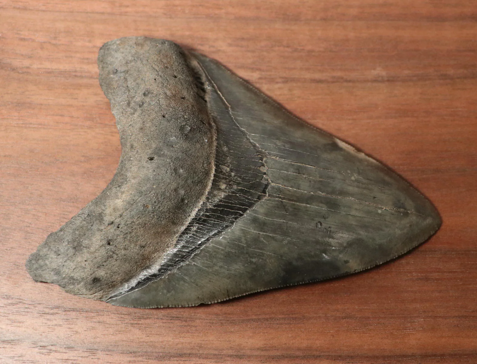 Megalodon Shark Tooth - 4.87 inches - Image 6