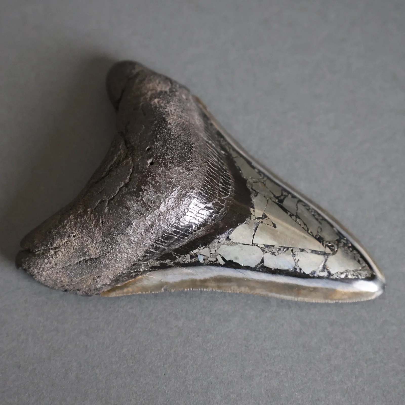 Megalodon Shark Tooth with Pyrite Inlay - 4.45"