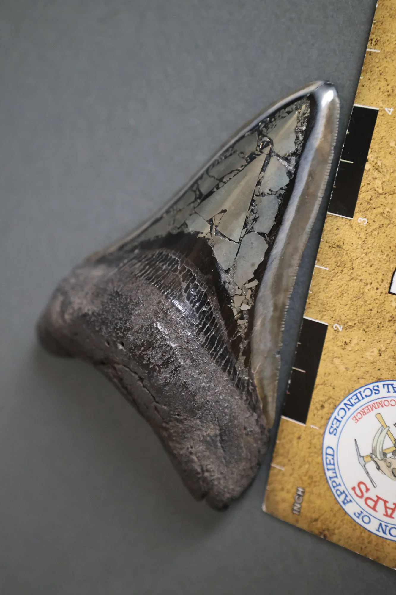 Megalodon Shark Tooth with Pyrite Inlay - 4.45" - Image 2