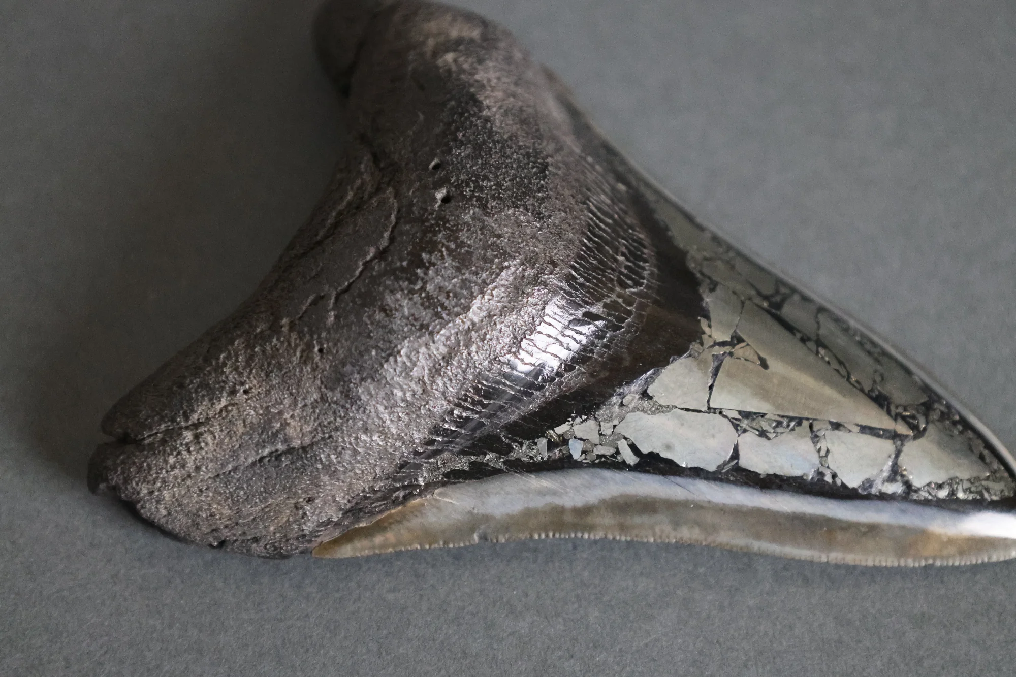 Megalodon Shark Tooth with Pyrite Inlay - 4.45" - Image 4