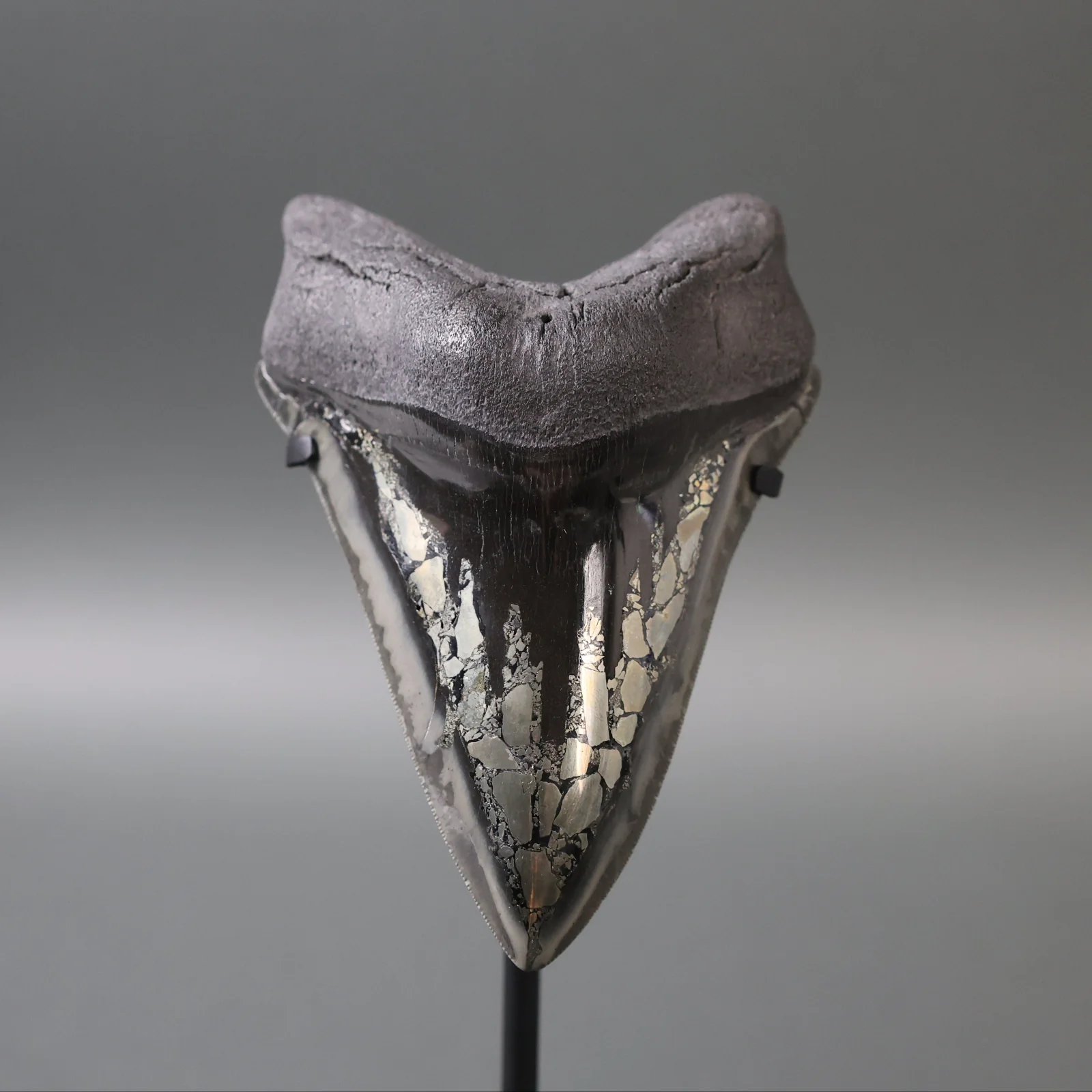 Megalodon Shark Tooth with Pyrite Inlay - 5.73"