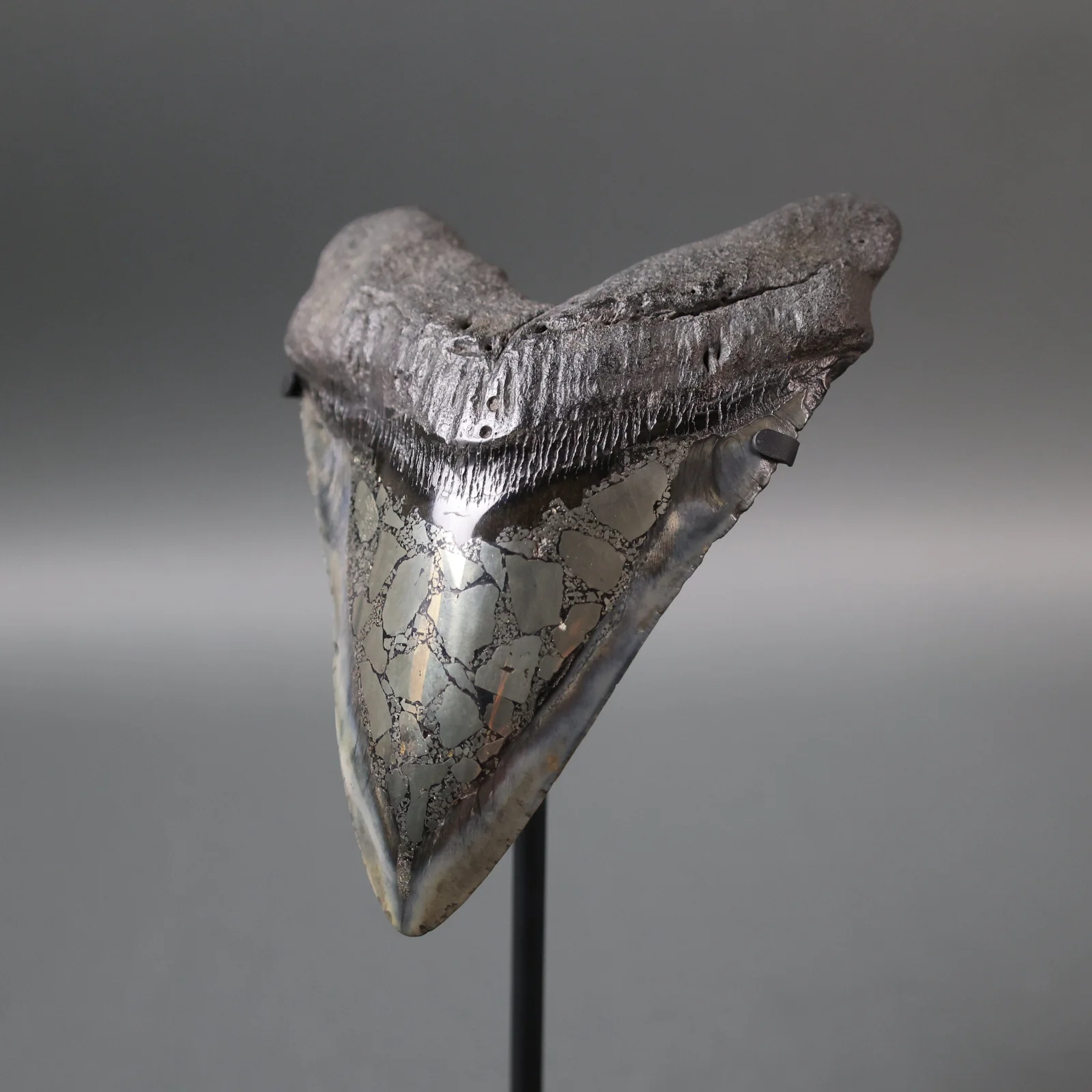 Megalodon Shark Tooth with Pyrite Inlay - 6.07" - Image 2
