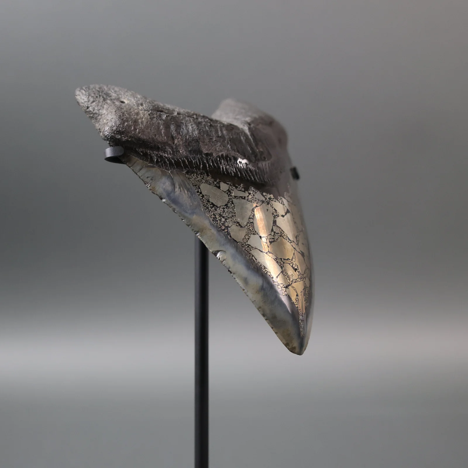 Megalodon Shark Tooth with Pyrite Inlay - 6.07" - Image 4