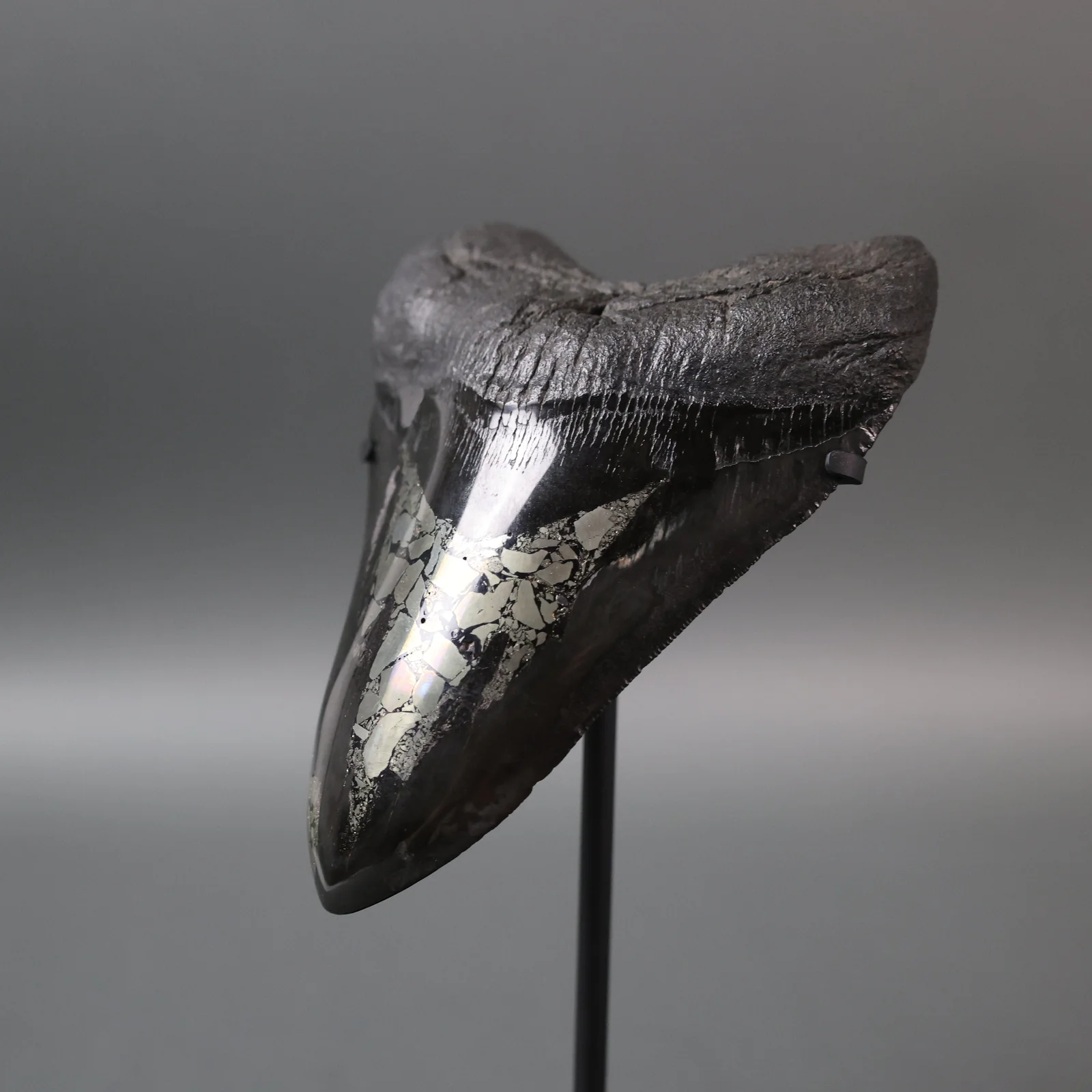 Megalodon Shark Tooth with Pyrite Inlay - 6.16" - Image 5