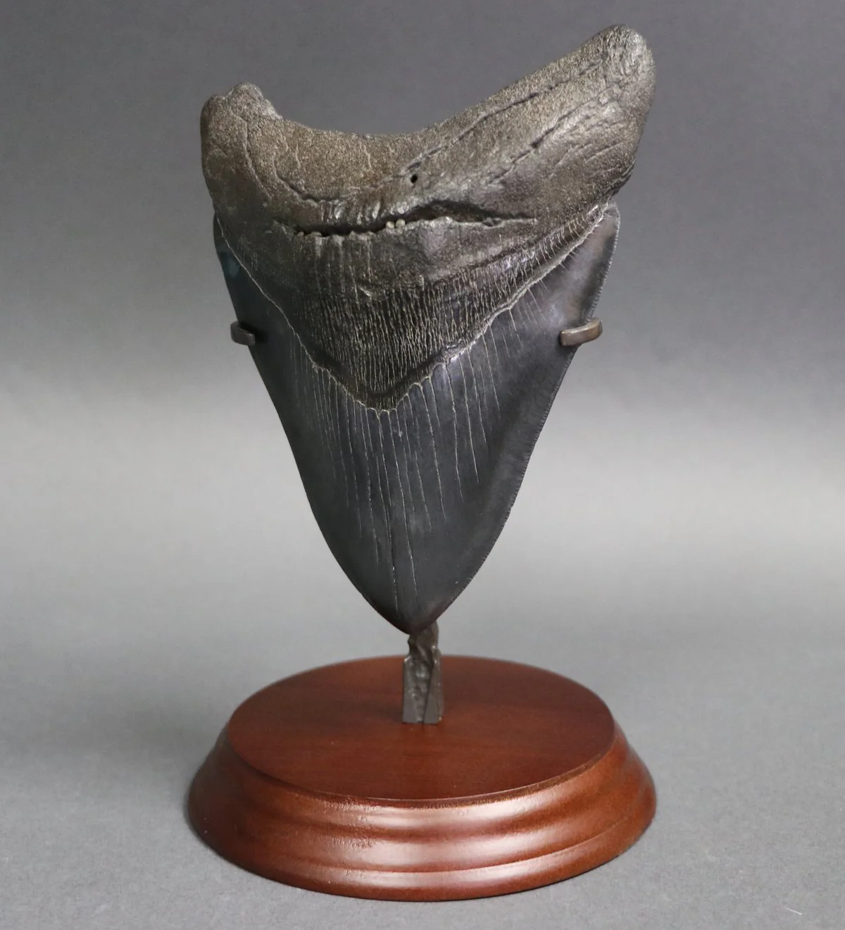 Superb Megalodon Shark Tooth - 6.0 inches - Image 2
