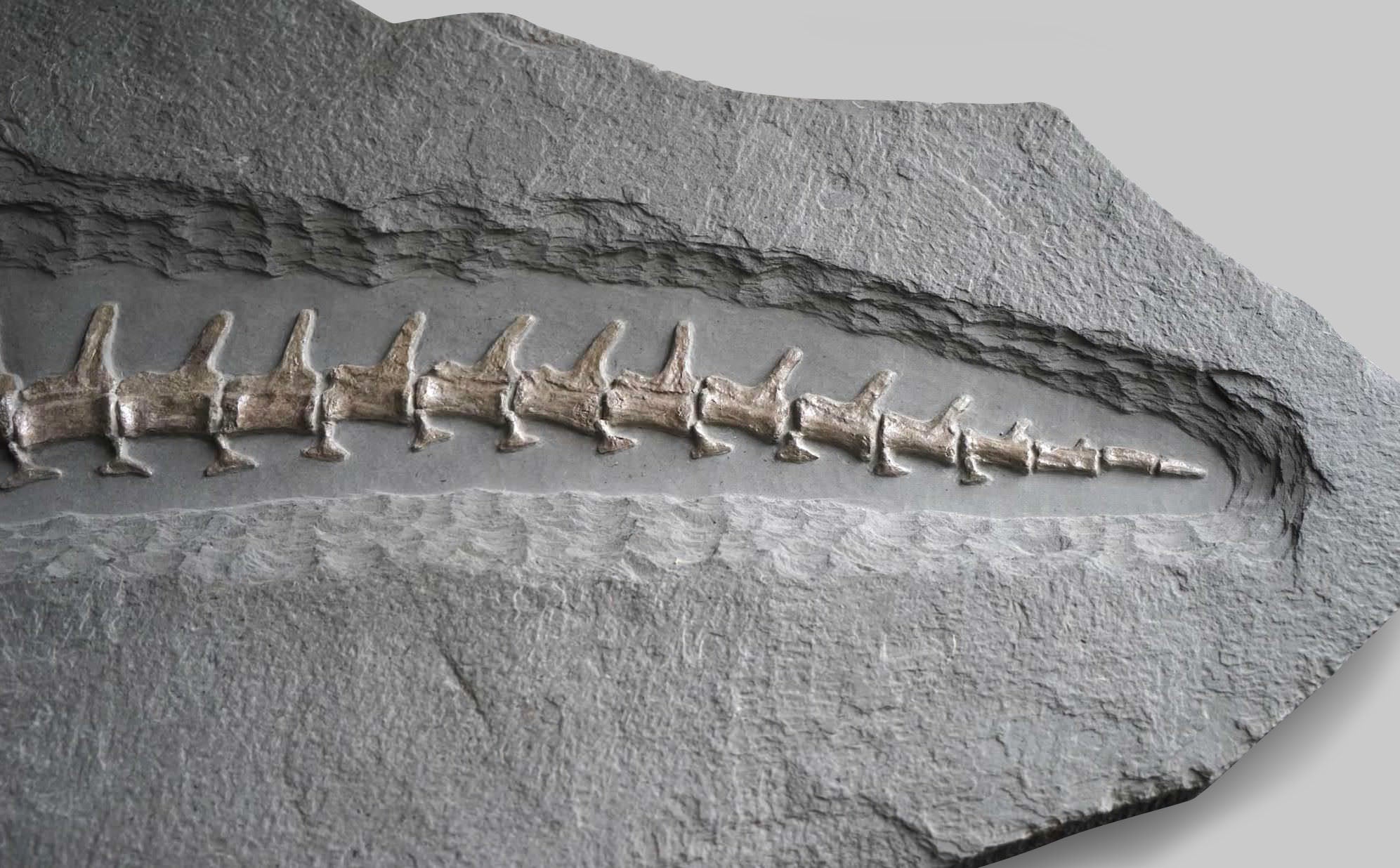 Jurassic Crocodile, Posidonia Shale, Germany - Image 10