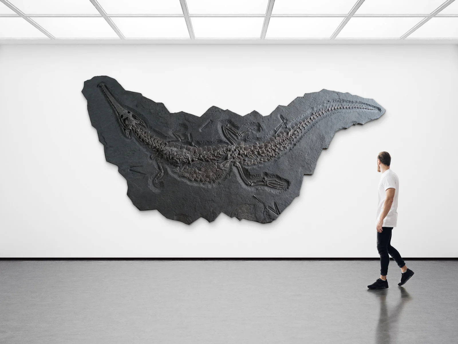 Jurassic Crocodile, Posidonia Shale, Germany - Image 12