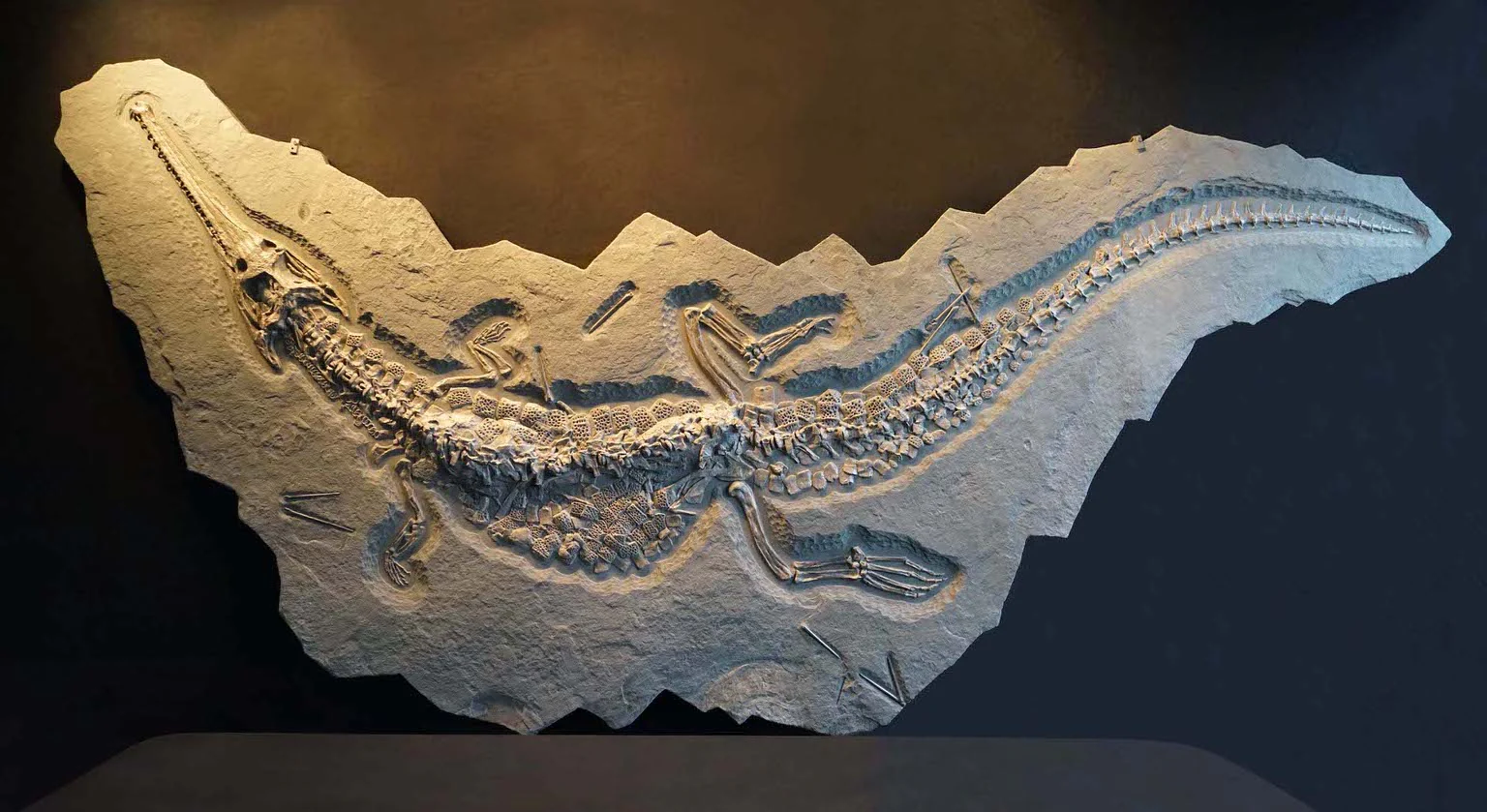 Jurassic Crocodile, Posidonia Shale, Germany - Image 3