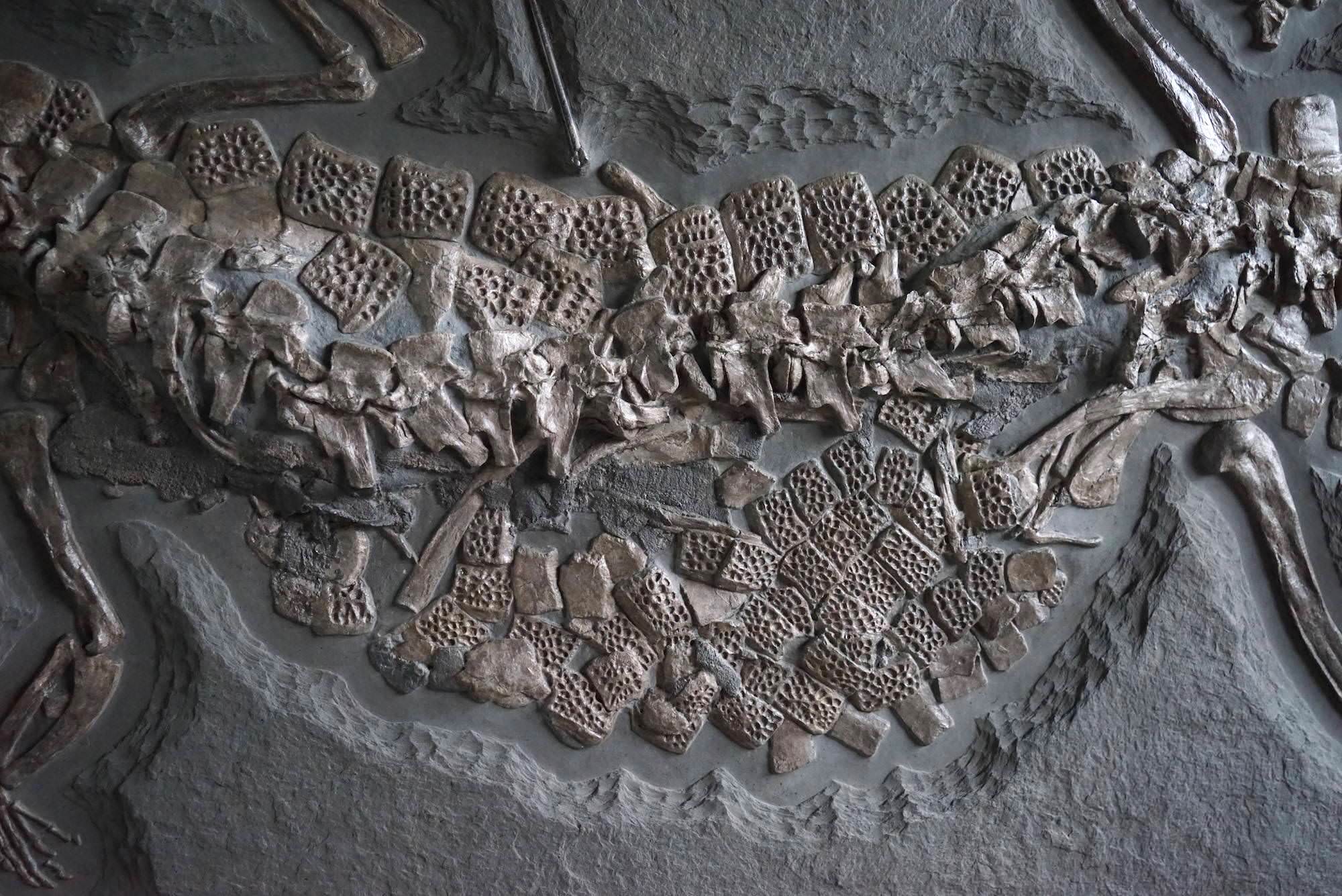 Jurassic Crocodile, Posidonia Shale, Germany - Image 8