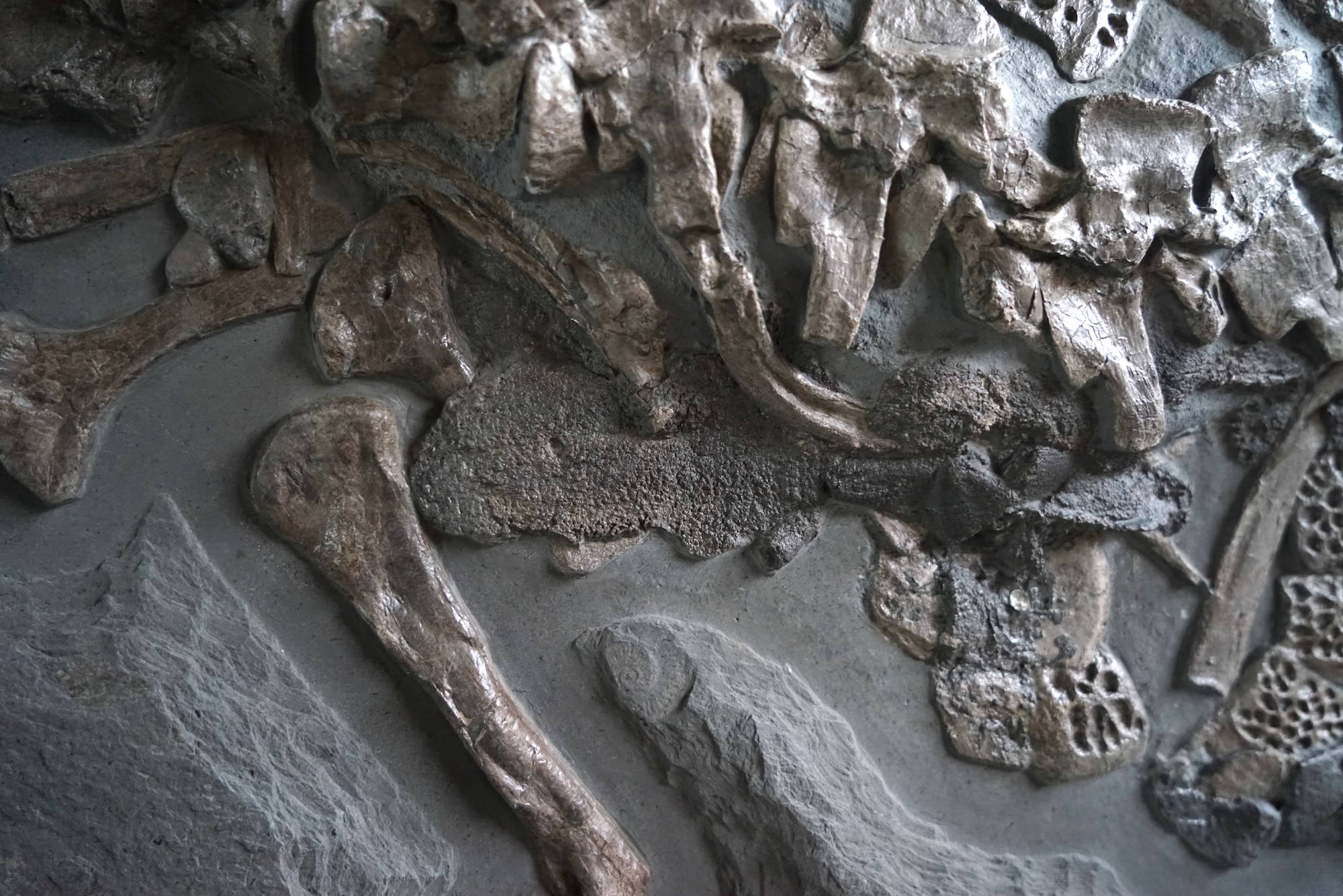 Jurassic Crocodile, Posidonia Shale, Germany - Image 9
